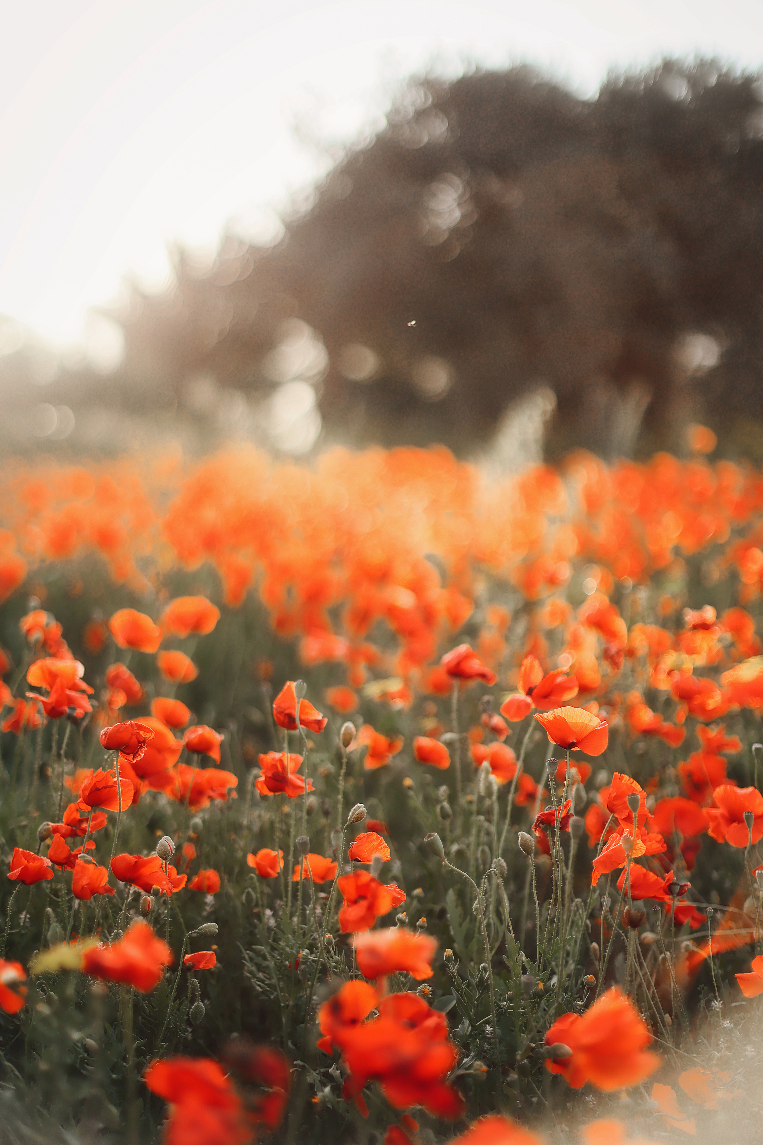 Фотосессия в маках. Апрель, 2023,. Kipriotka. Ваш фотограф на Кипре (Айя-Напа, Протарас)