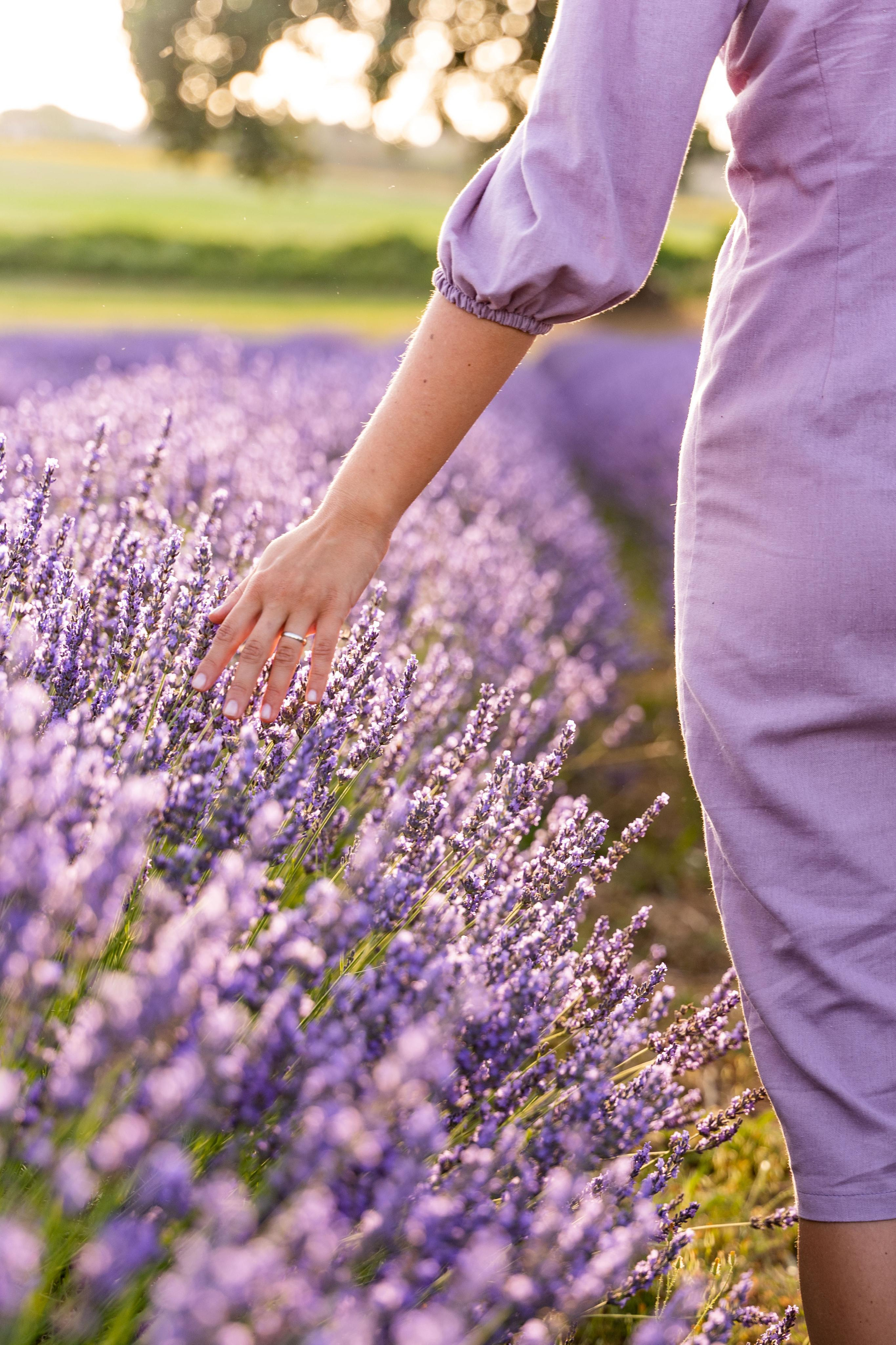 Lavender. Wedding photographer Natalia