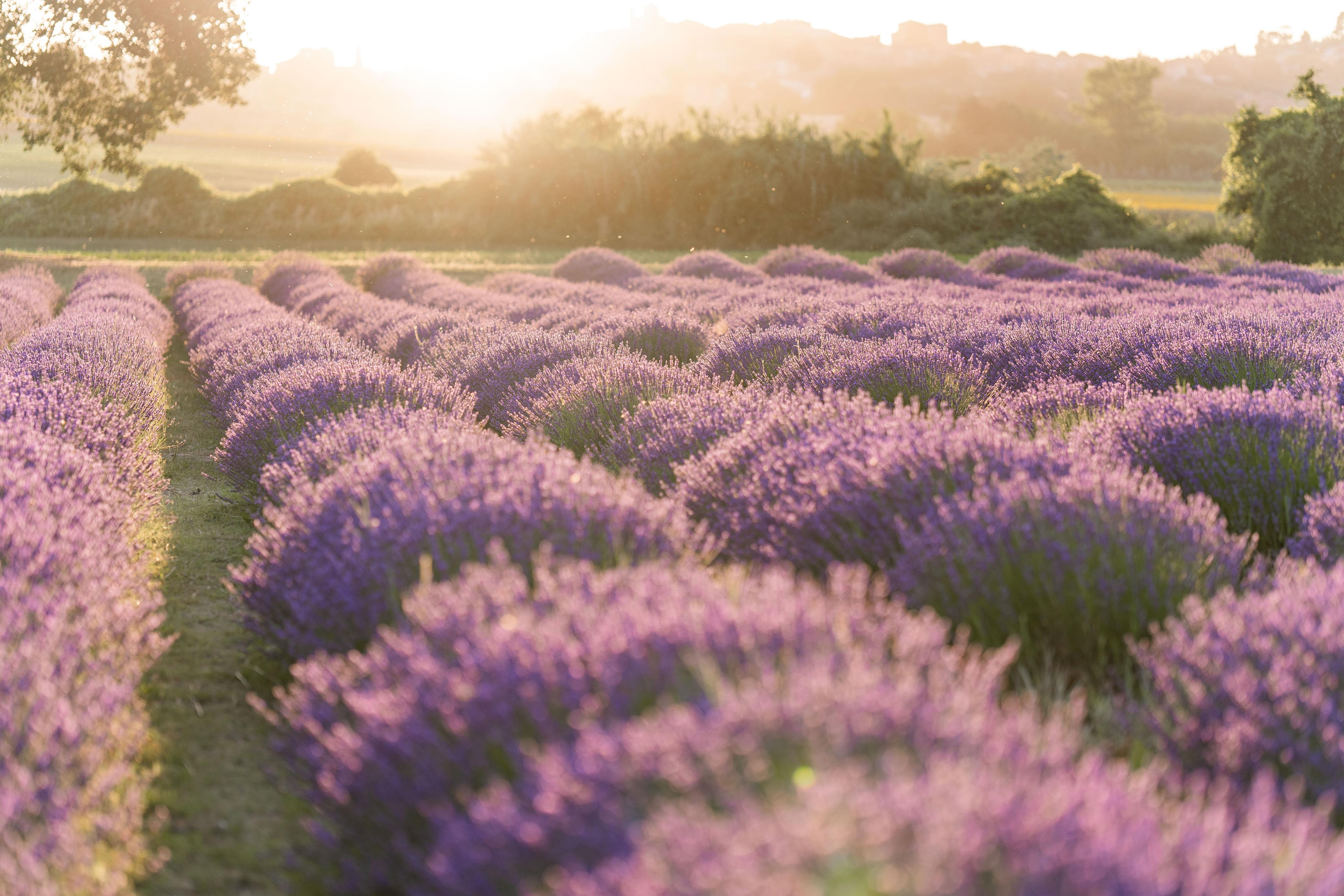 Lavender. Wedding photographer Natalia
