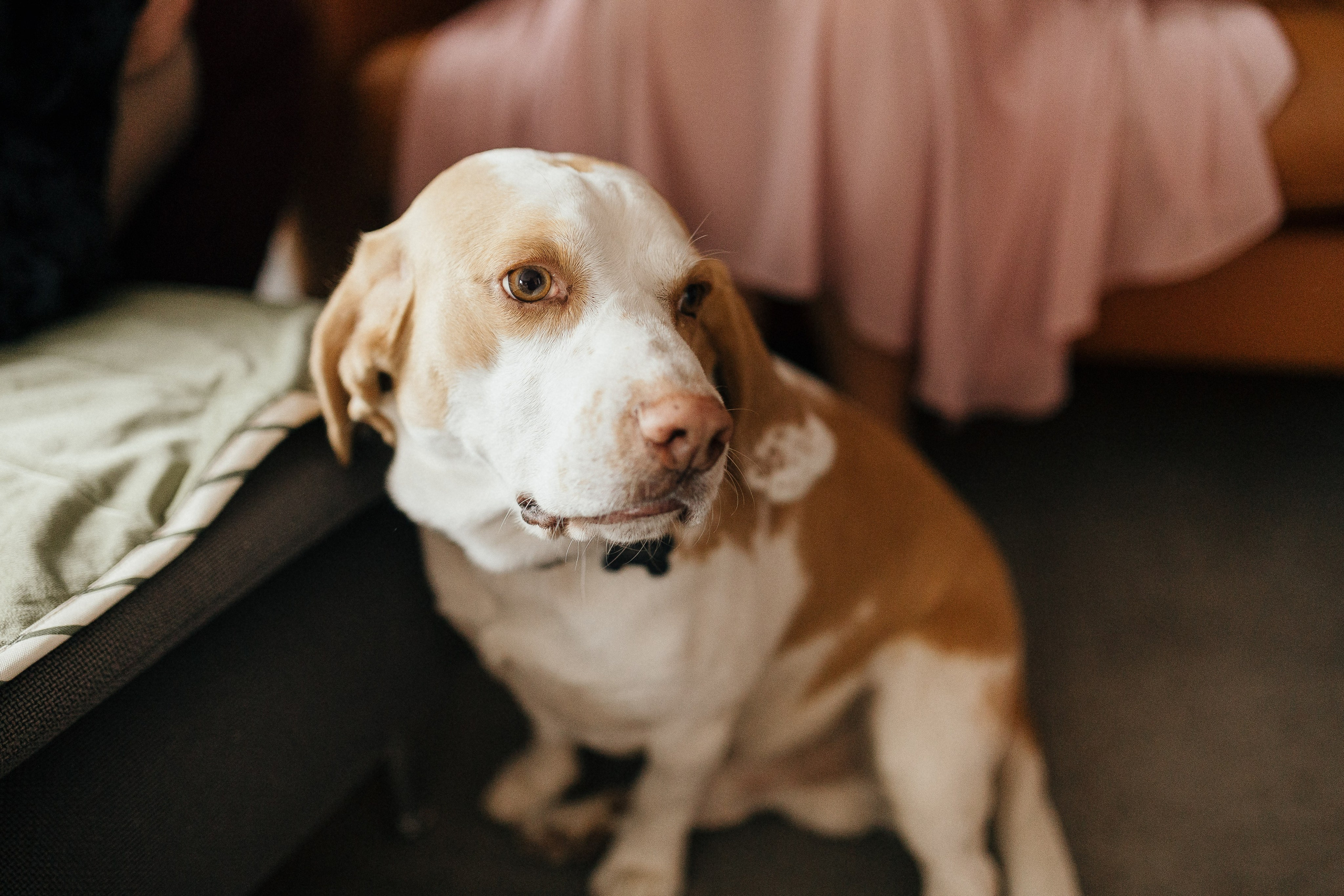 Baptism Zoe. Ionutdraganfoto.com