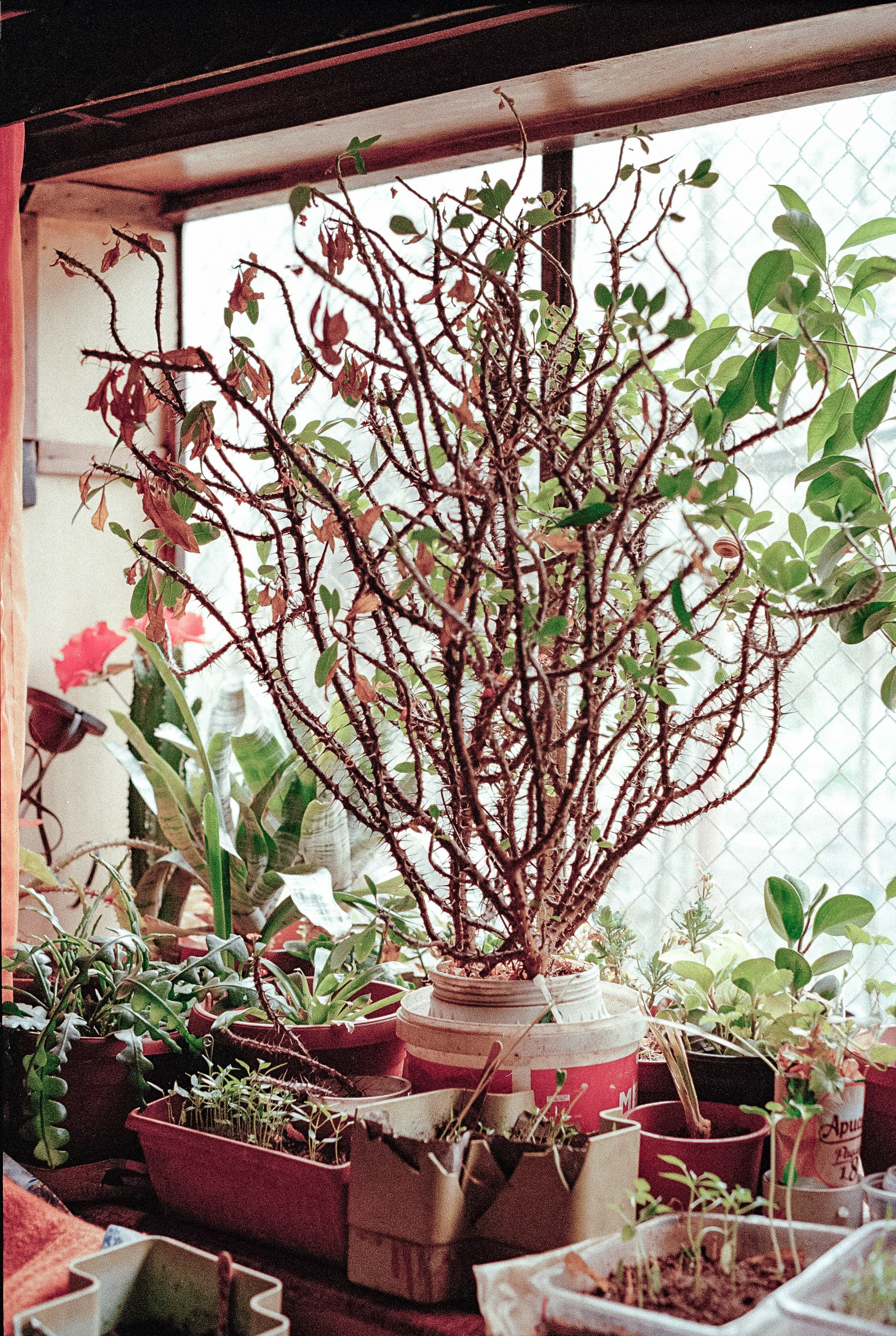 Still Home. Professional Photographer, Videographer in London Dilyana Tankova