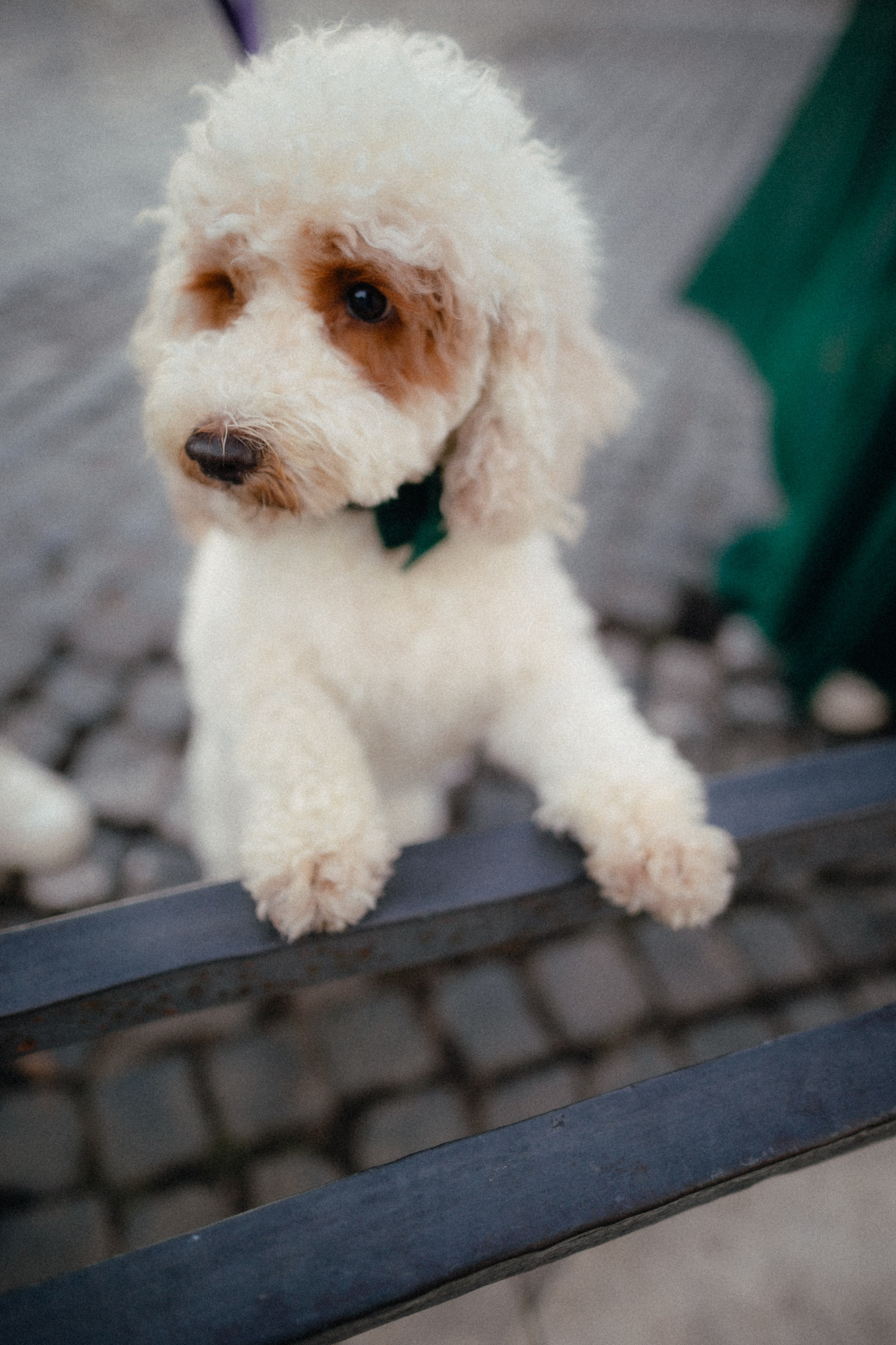 Lorenza & CJ. Photographer in Italy Anna Linnik