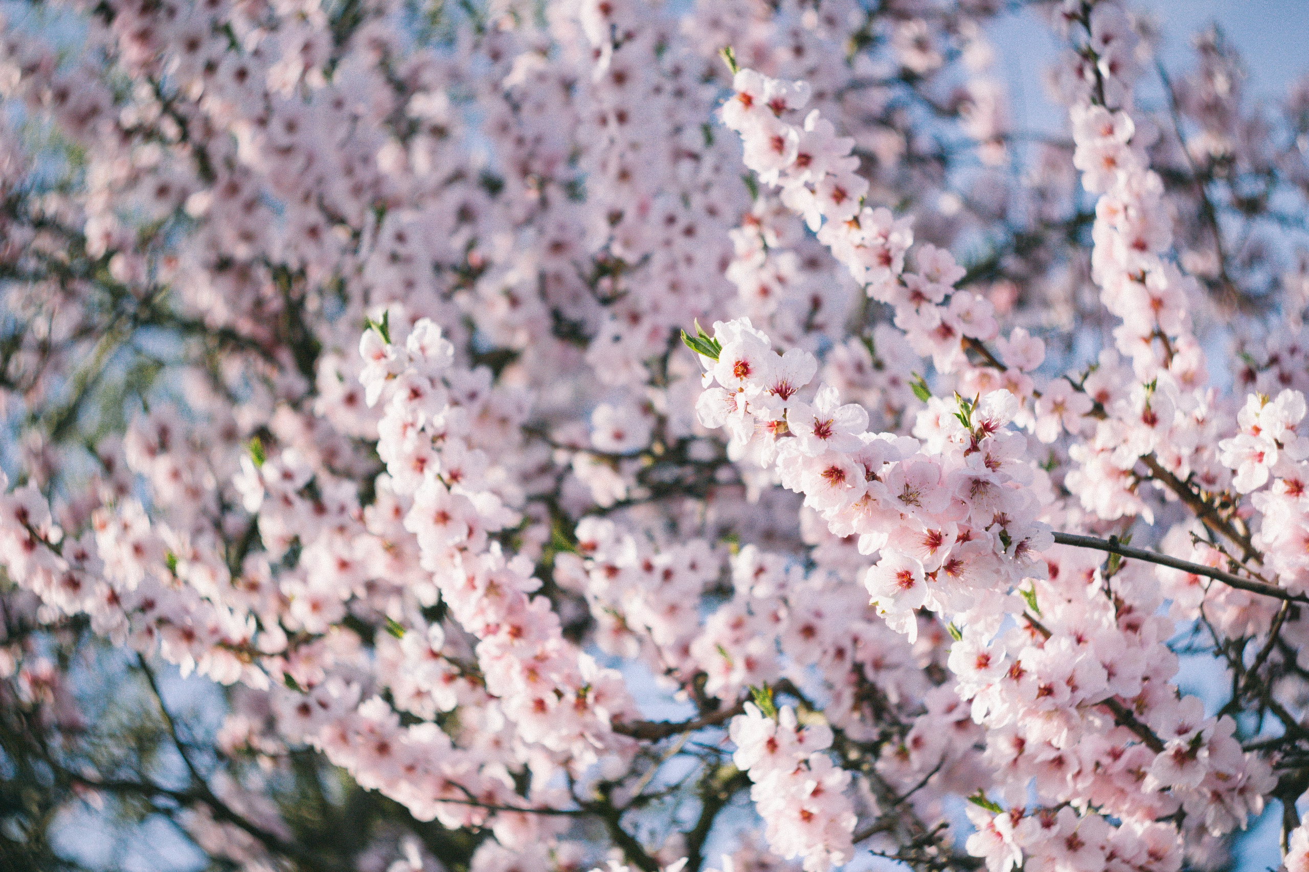 Цветущий миндаль в Пфальце. Фотограф в Германии — Мария Чистякова
