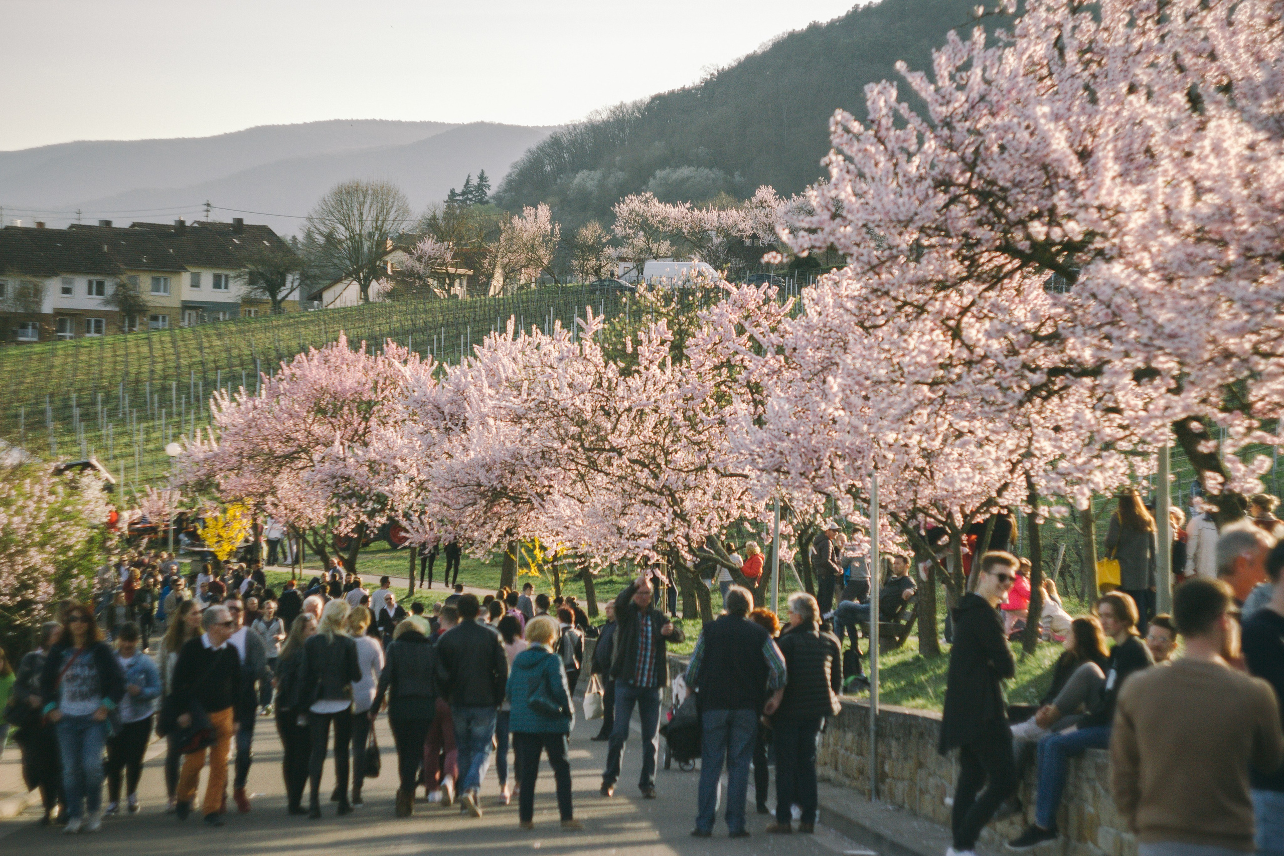 Цветущий миндаль в Пфальце. Фотограф в Германии — Мария Чистякова