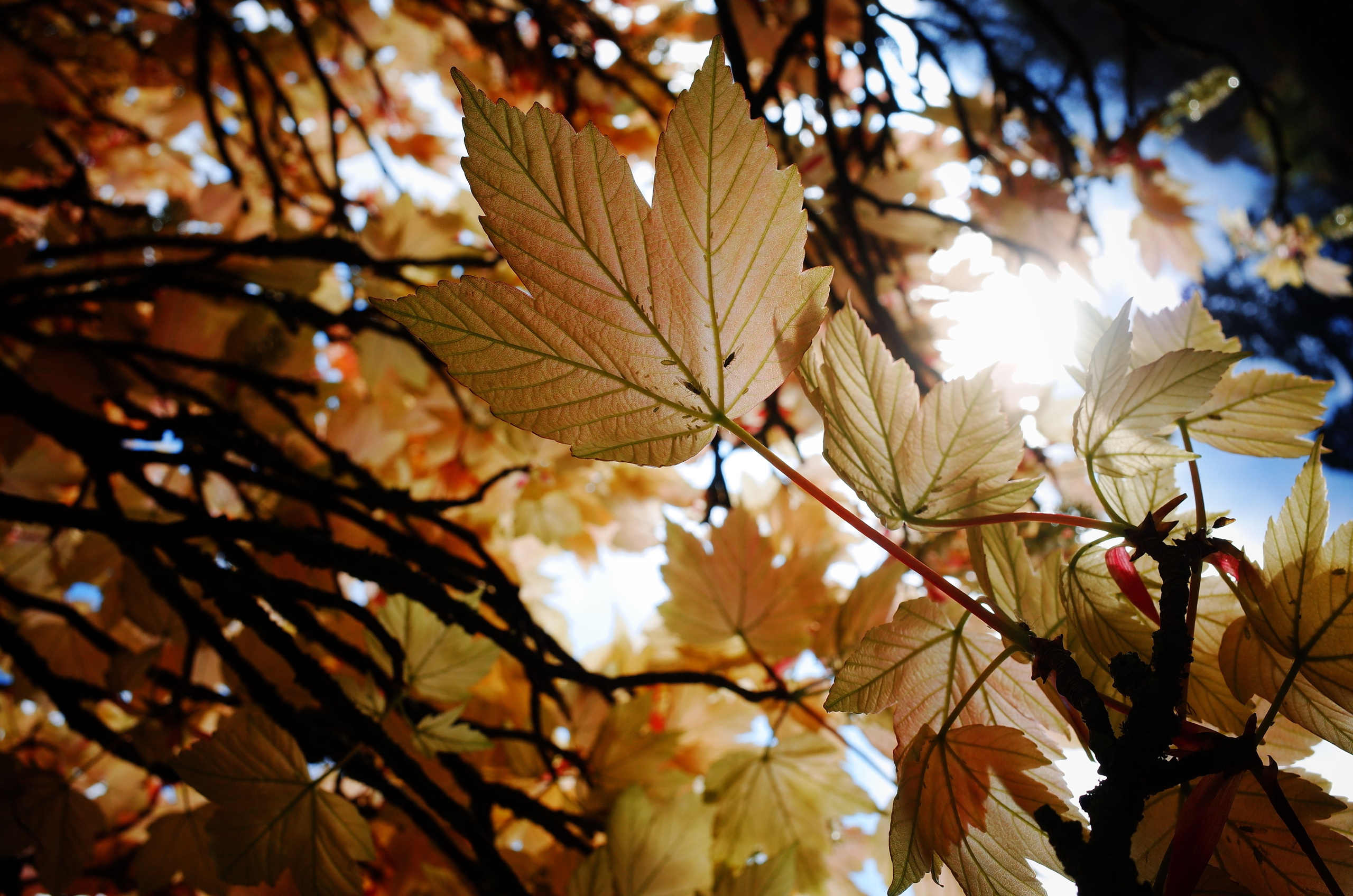 Kingsnorth in Gold. Victoria Dini. Art photography in London / Folkestone, UK