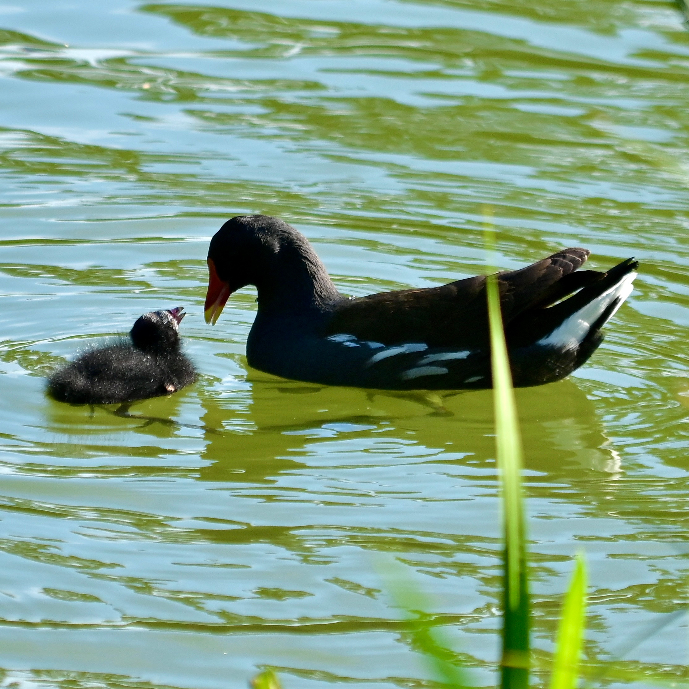 Nature Luxembourg. Милок и Кирок это позитивные и реальные персоны из Люксембурга, много