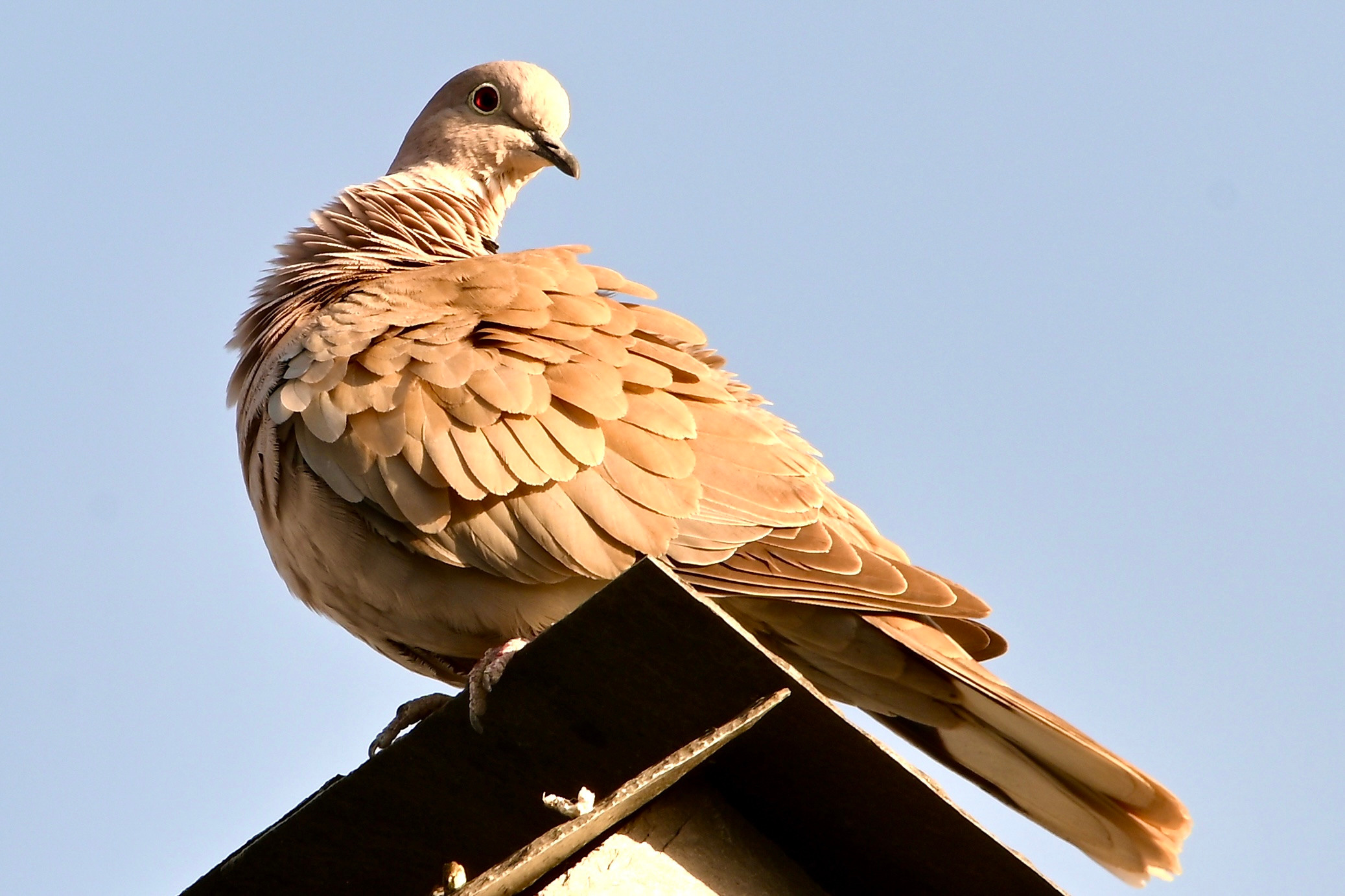 Nature Luxembourg. Милок и Кирок это позитивные и реальные персоны из Люксембурга, много
