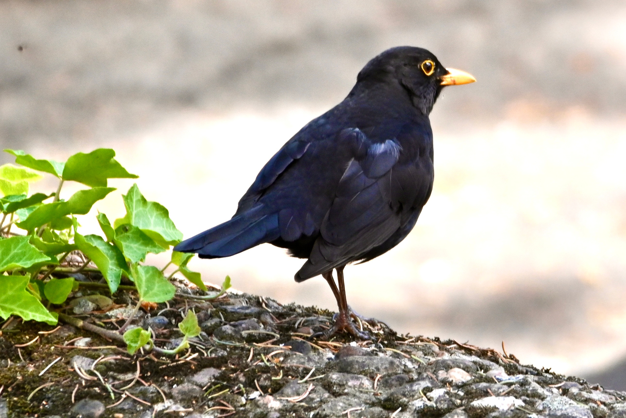 Nature Luxembourg. Милок и Кирок это позитивные и реальные персоны из Люксембурга, много