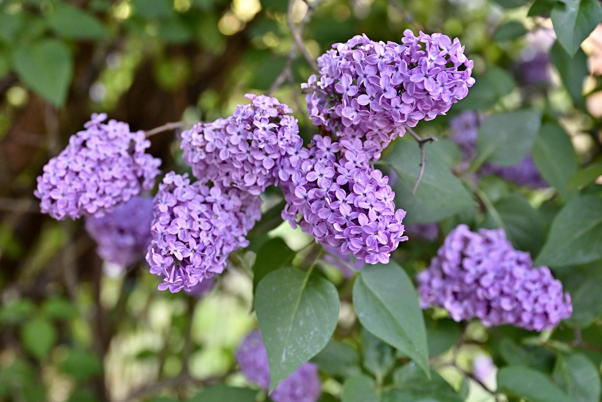Nature Luxembourg. Милок и Кирок это позитивные и реальные персоны из Люксембурга, много