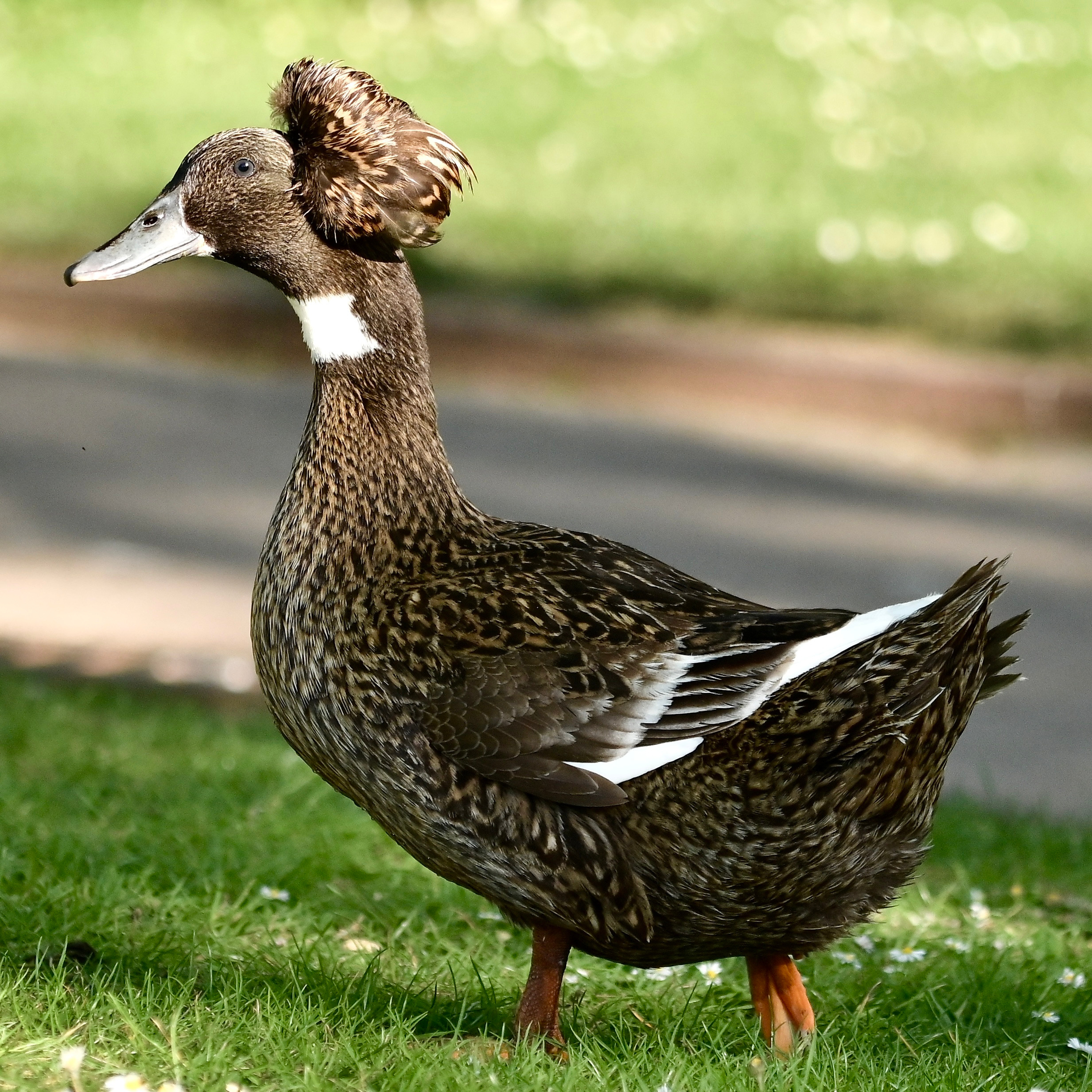 Nature Luxembourg. Милок и Кирок это позитивные и реальные персоны из Люксембурга, много