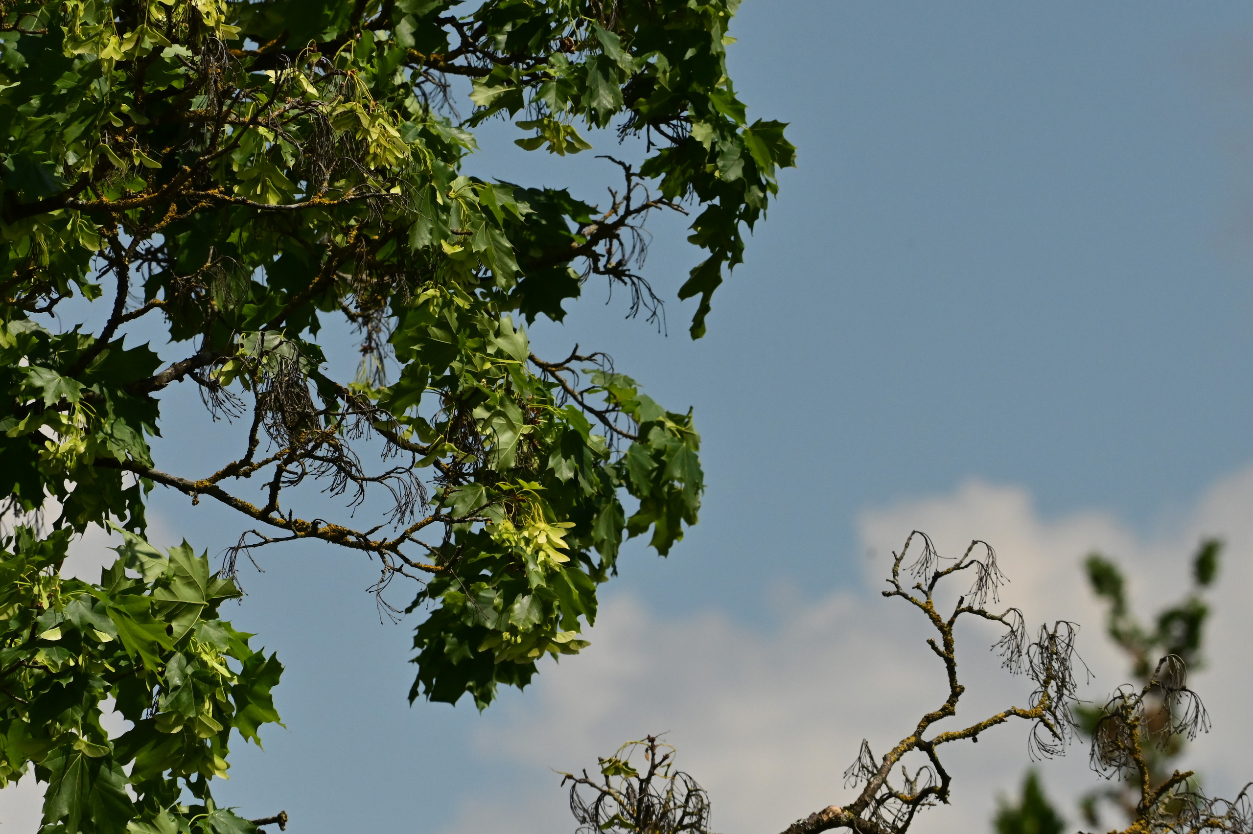 Nature Luxembourg. Милок и Кирок это позитивные и реальные персоны из Люксембурга, много