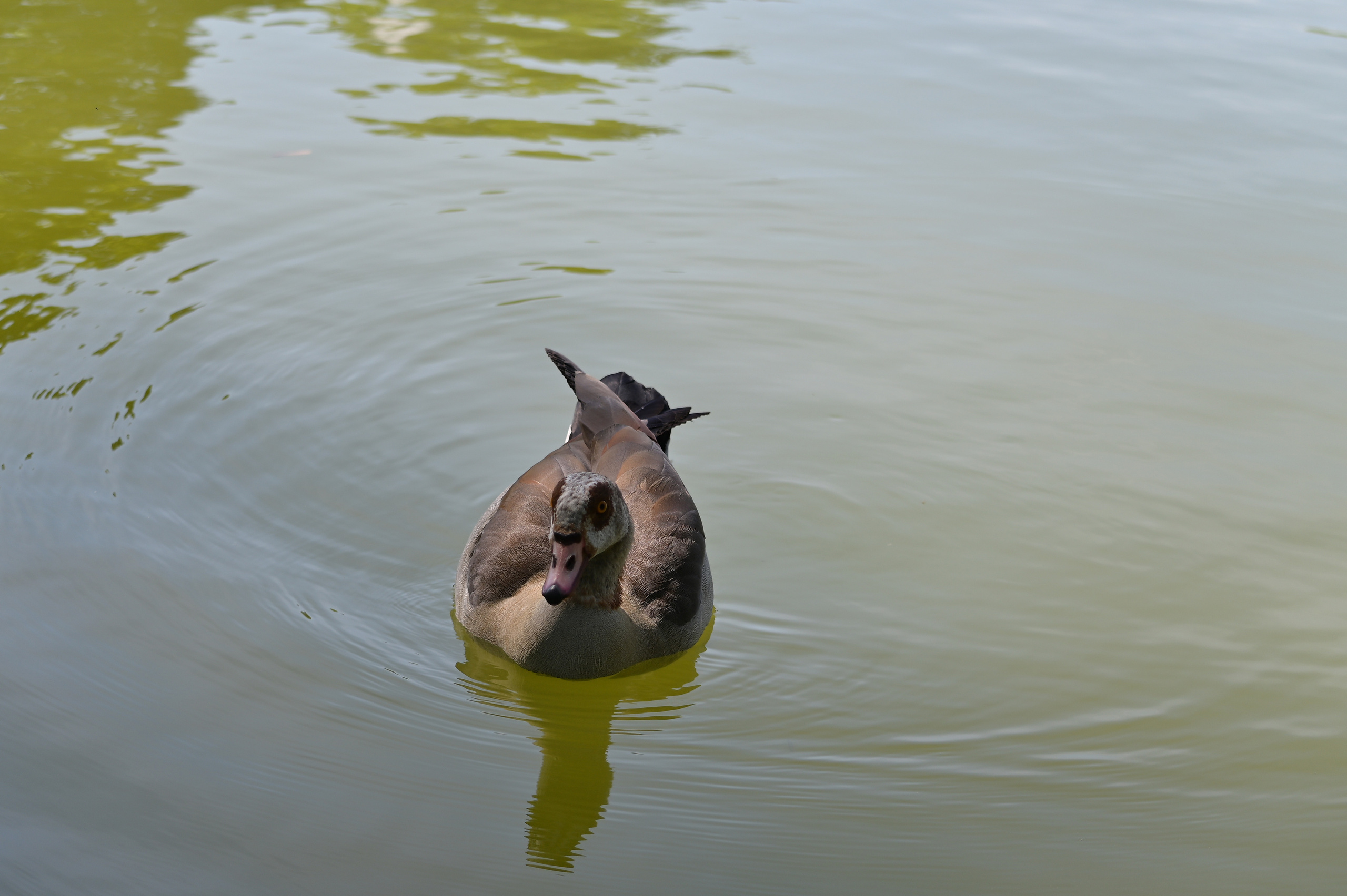 Nature Luxembourg. Милок и Кирок это позитивные и реальные персоны из Люксембурга, много