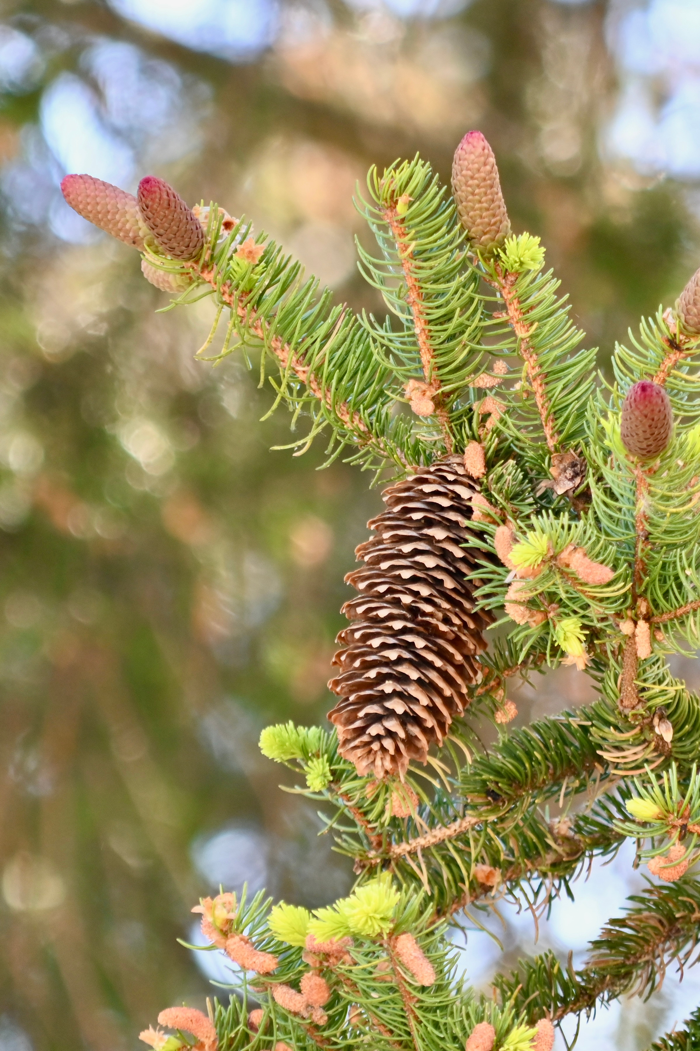 Nature Luxembourg. Милок и Кирок это позитивные и реальные персоны из Люксембурга, много
