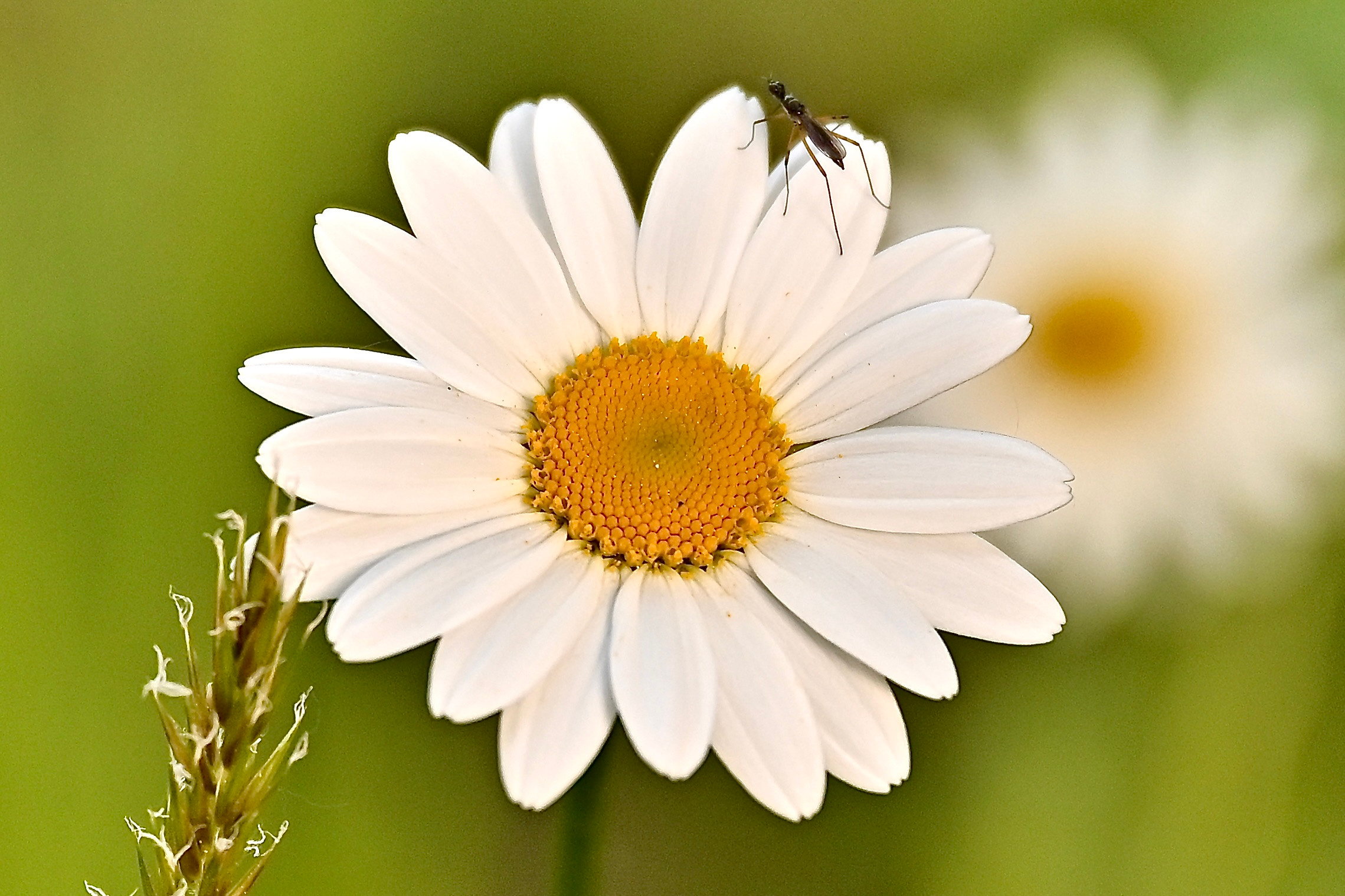 Nature Luxembourg. Милок и Кирок это позитивные и реальные персоны из Люксембурга, много