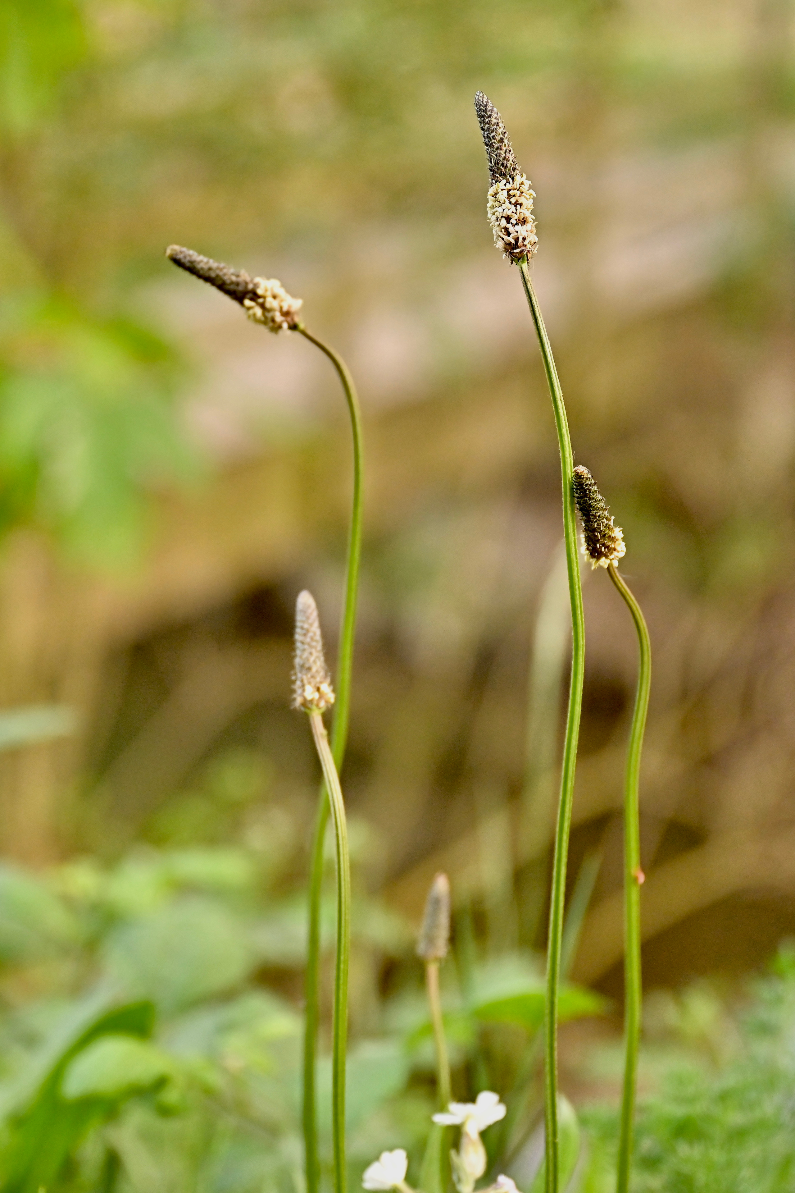 Nature Luxembourg. Милок и Кирок это позитивные и реальные персоны из Люксембурга, много