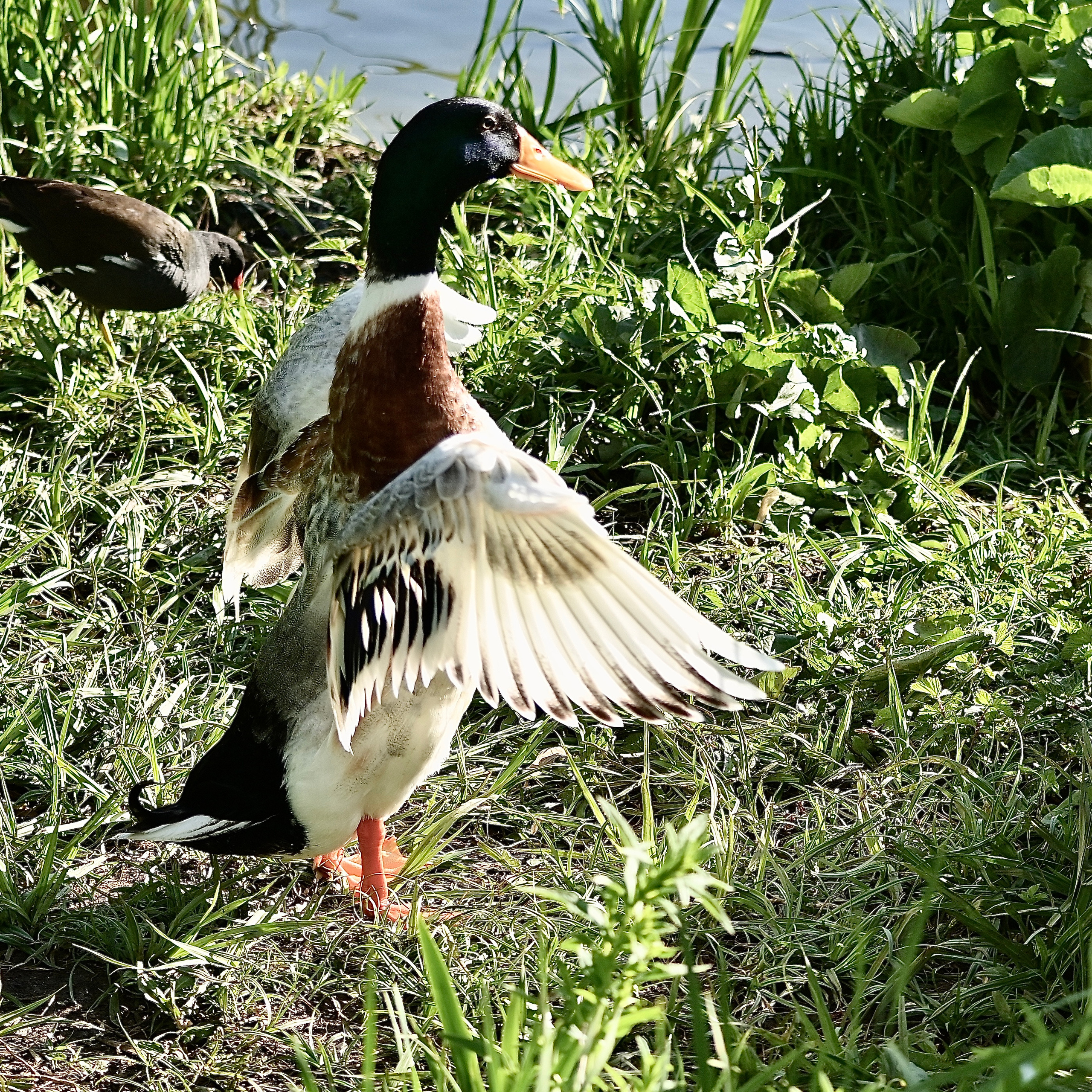 Nature Luxembourg. Милок и Кирок это позитивные и реальные персоны из Люксембурга, много