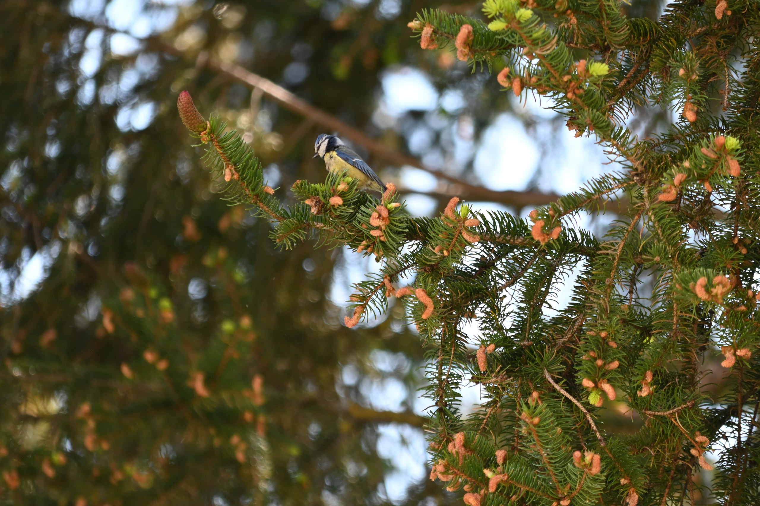 Nature Luxembourg. Милок и Кирок это позитивные и реальные персоны из Люксембурга, много