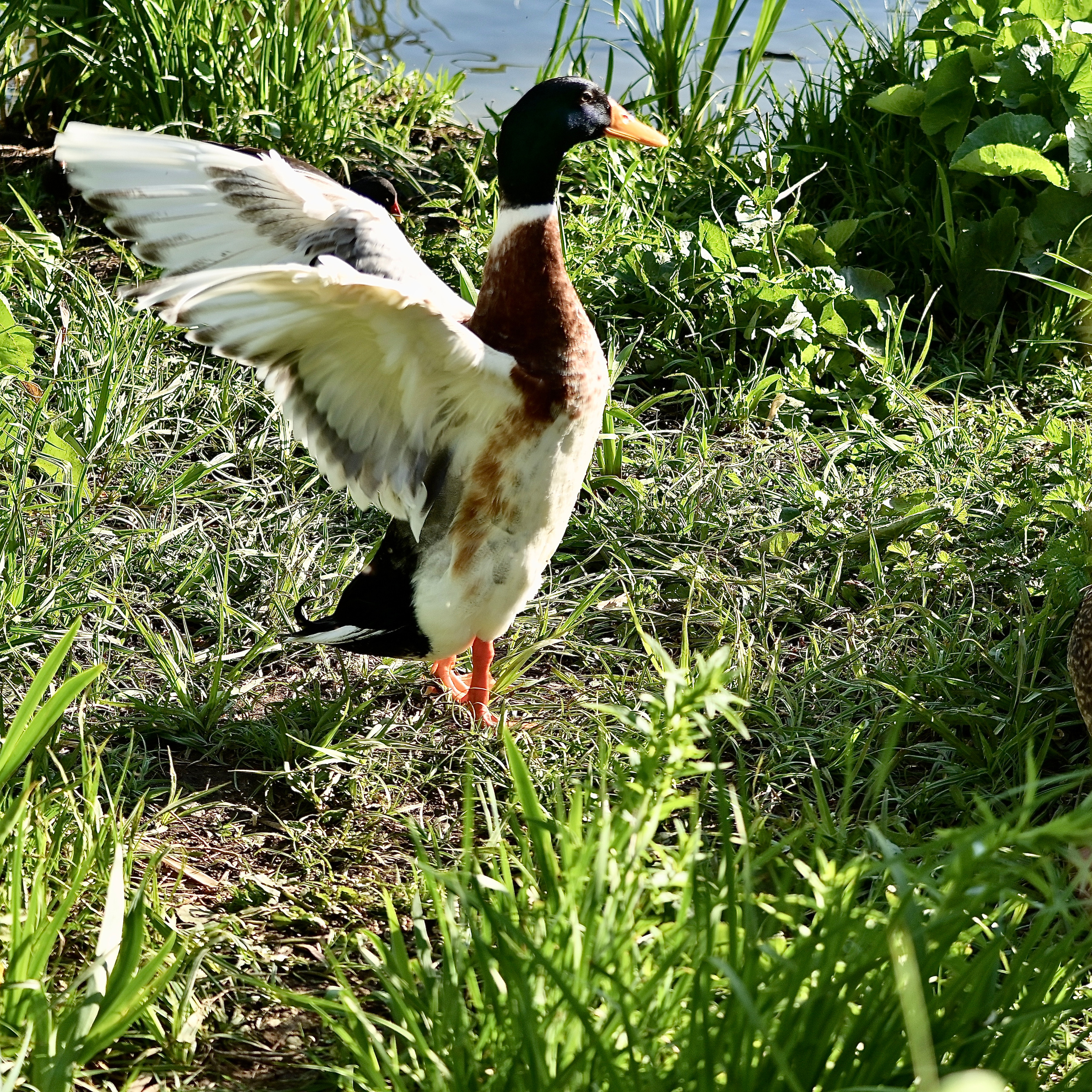 Nature Luxembourg. Милок и Кирок это позитивные и реальные персоны из Люксембурга, много