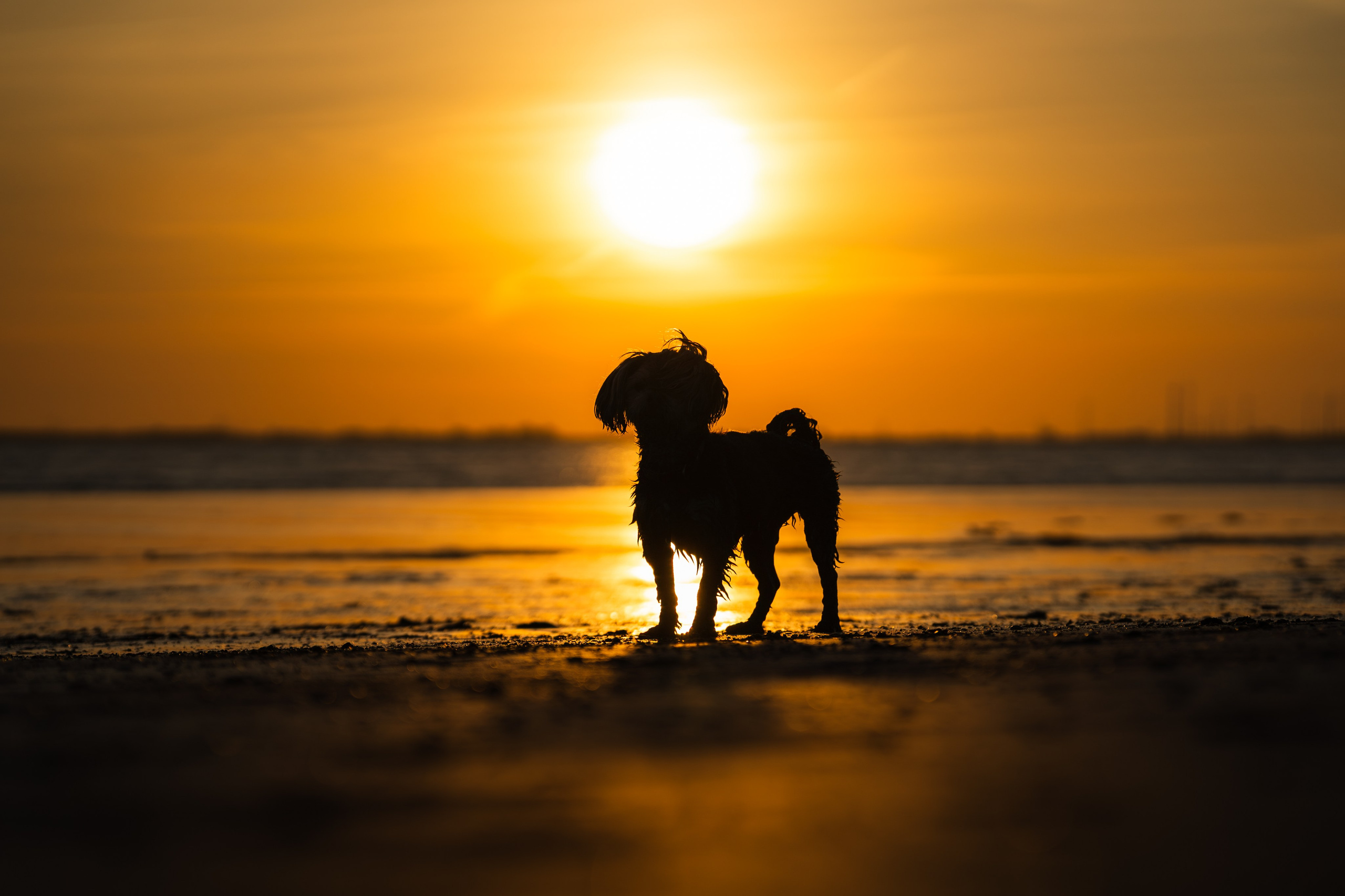 Hundeshooting - Fiete. Thorben Ihler - Dein Fotograf aus Emden
