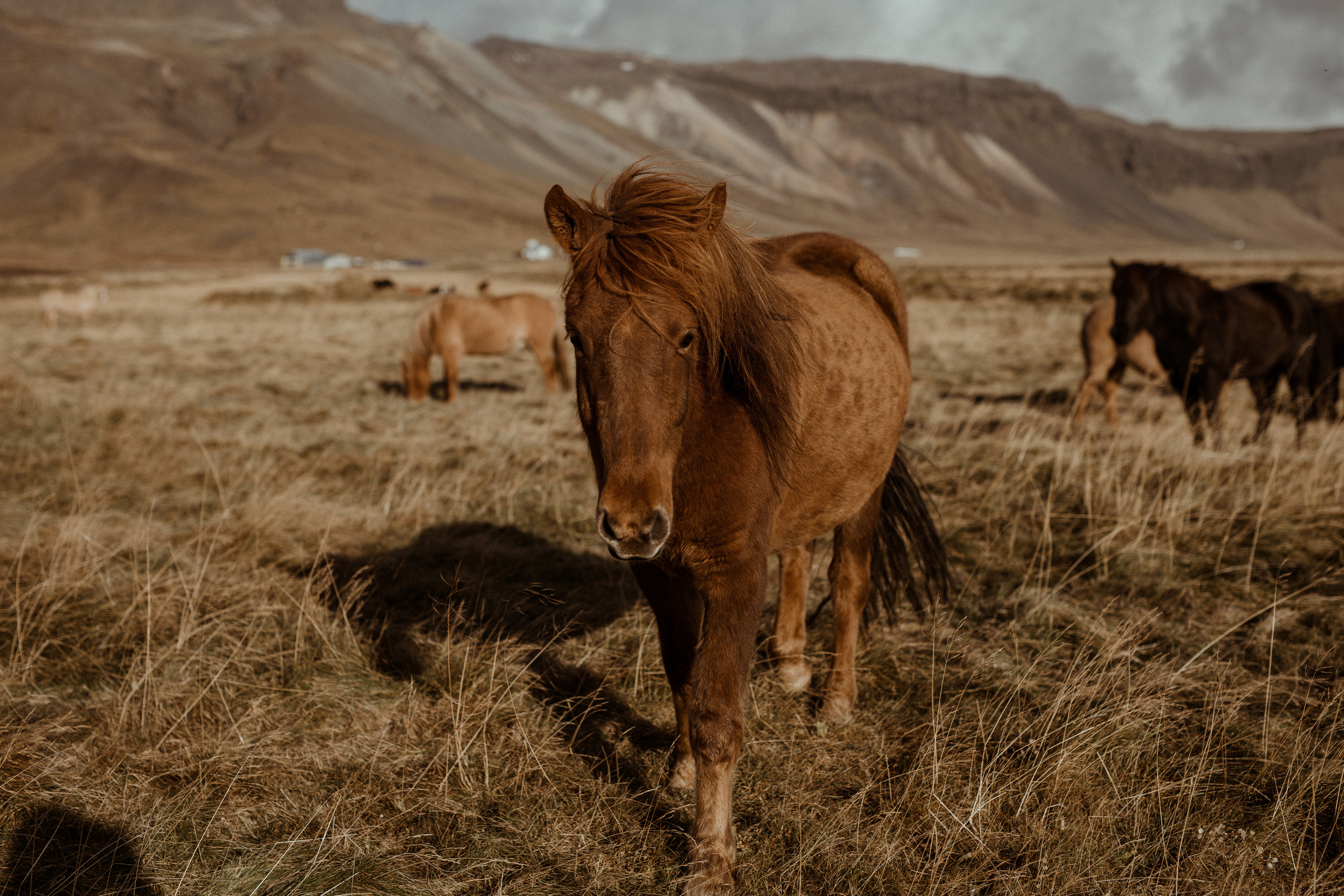 Scenic Fjords Elopement in Iceland. Iceland elopement photographer & videographer
