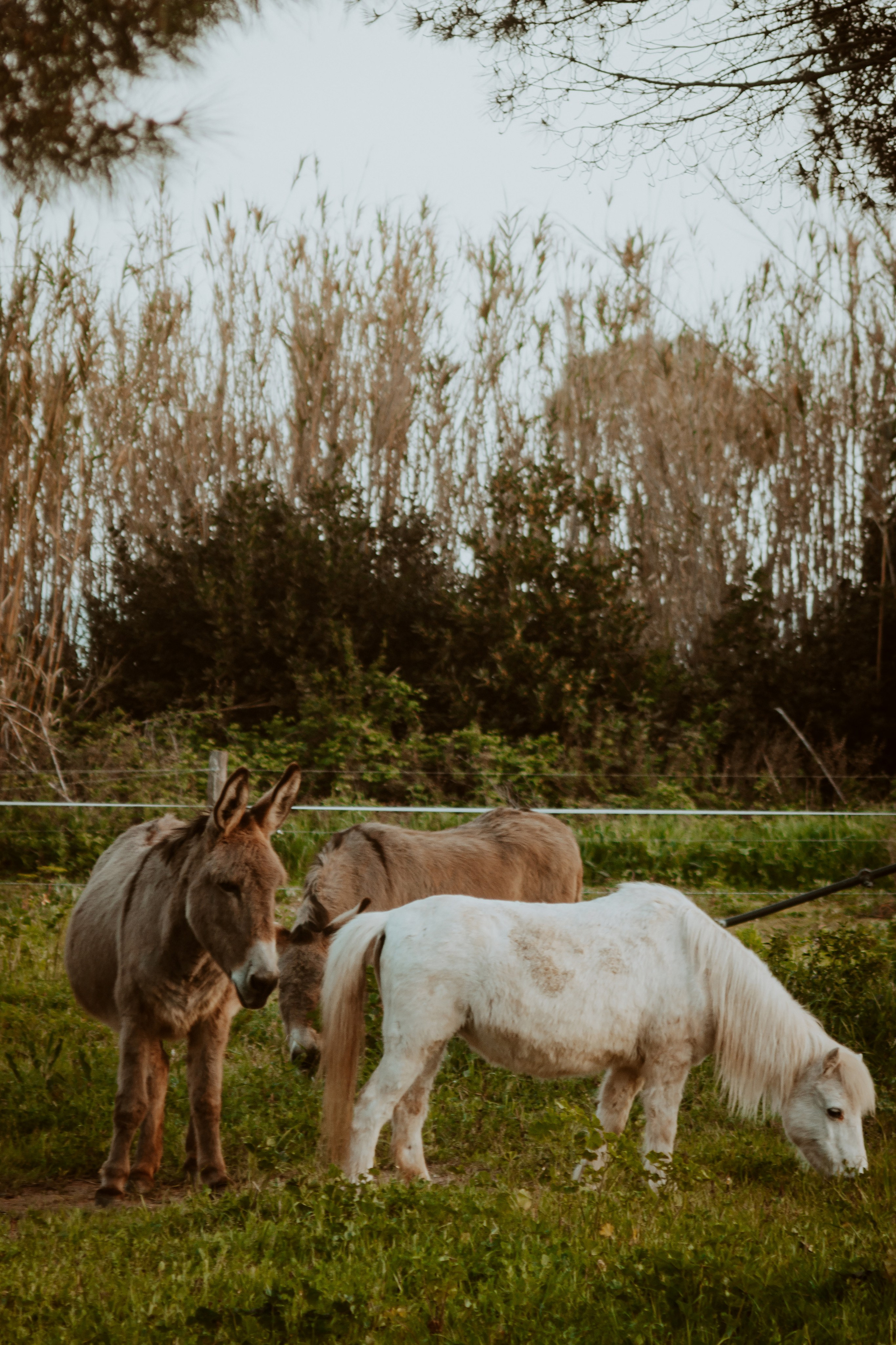 La Coudoulière, Saint Mandrier. Photographe à la Seyne sur Mer, Var