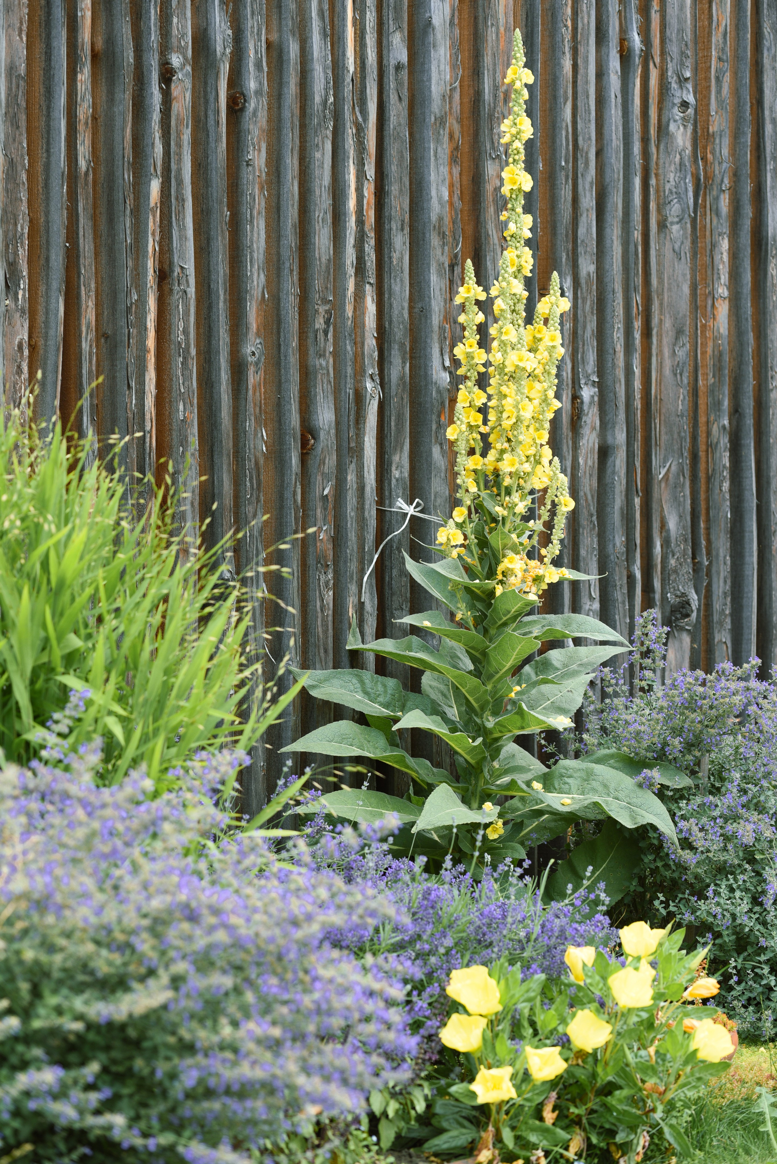 Kräutergarten Wipptal. Familienfotografin aus Sterzing Elena Muehlsteiger