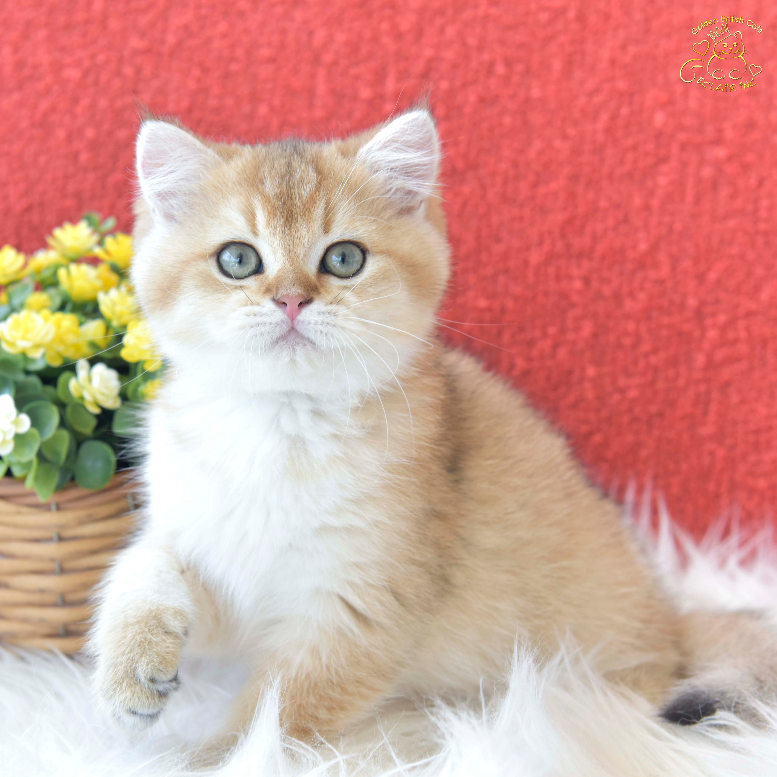 Cattery British shorthair Cyprus, cattery british shorthair Limassol,. British shorthair Cyprus, british shorthair cattery in UK, british cat