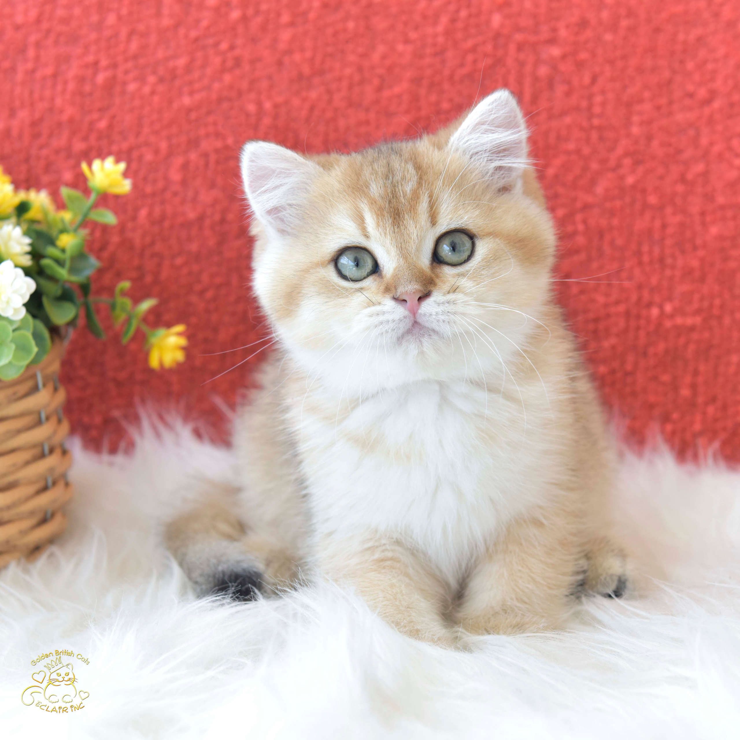 Cattery British shorthair Cyprus, cattery british shorthair Limassol,. British shorthair Cyprus, british shorthair cattery in UK, british cat
