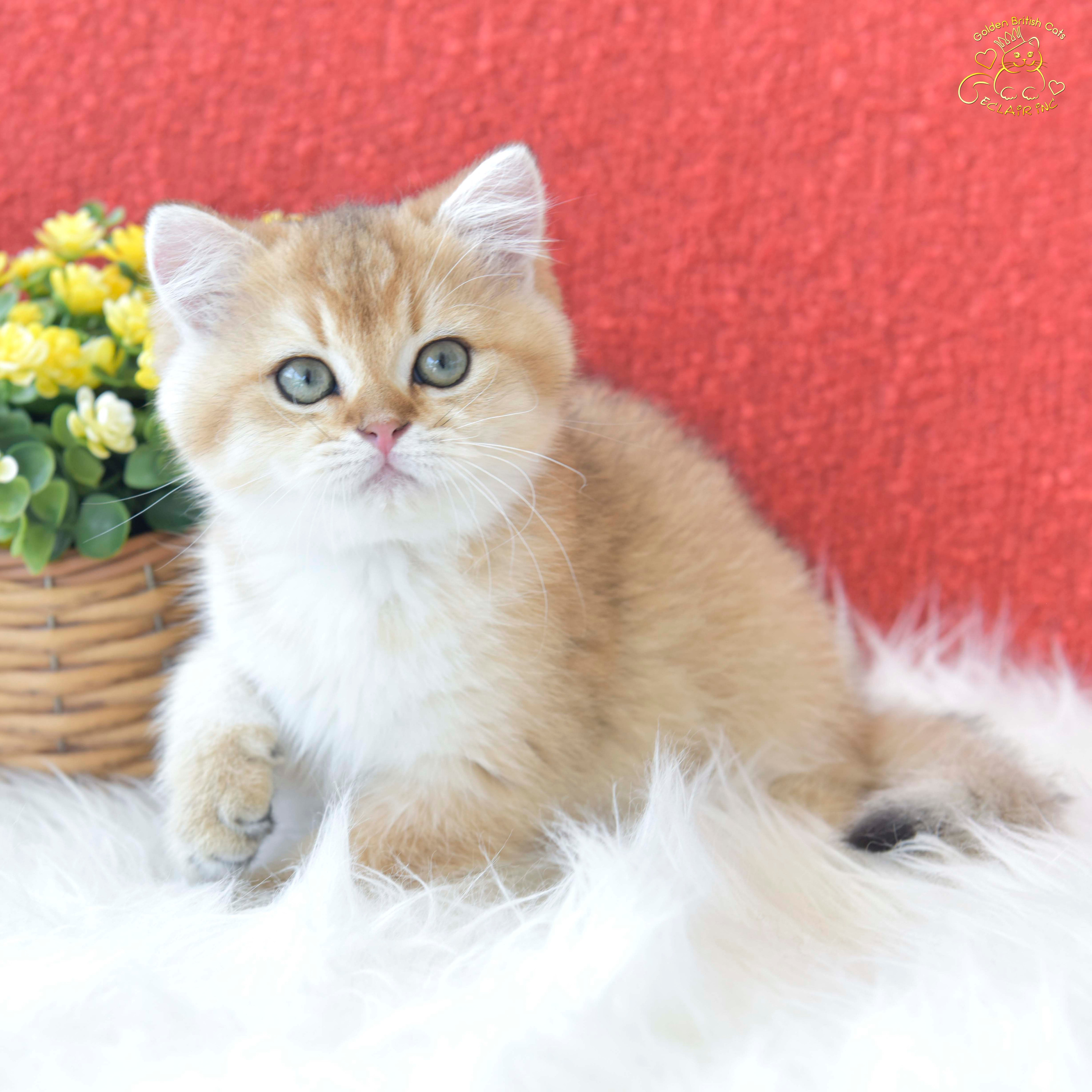Cattery British shorthair Cyprus, cattery british shorthair Limassol,. British shorthair Cyprus, british shorthair cattery in UK, british cat