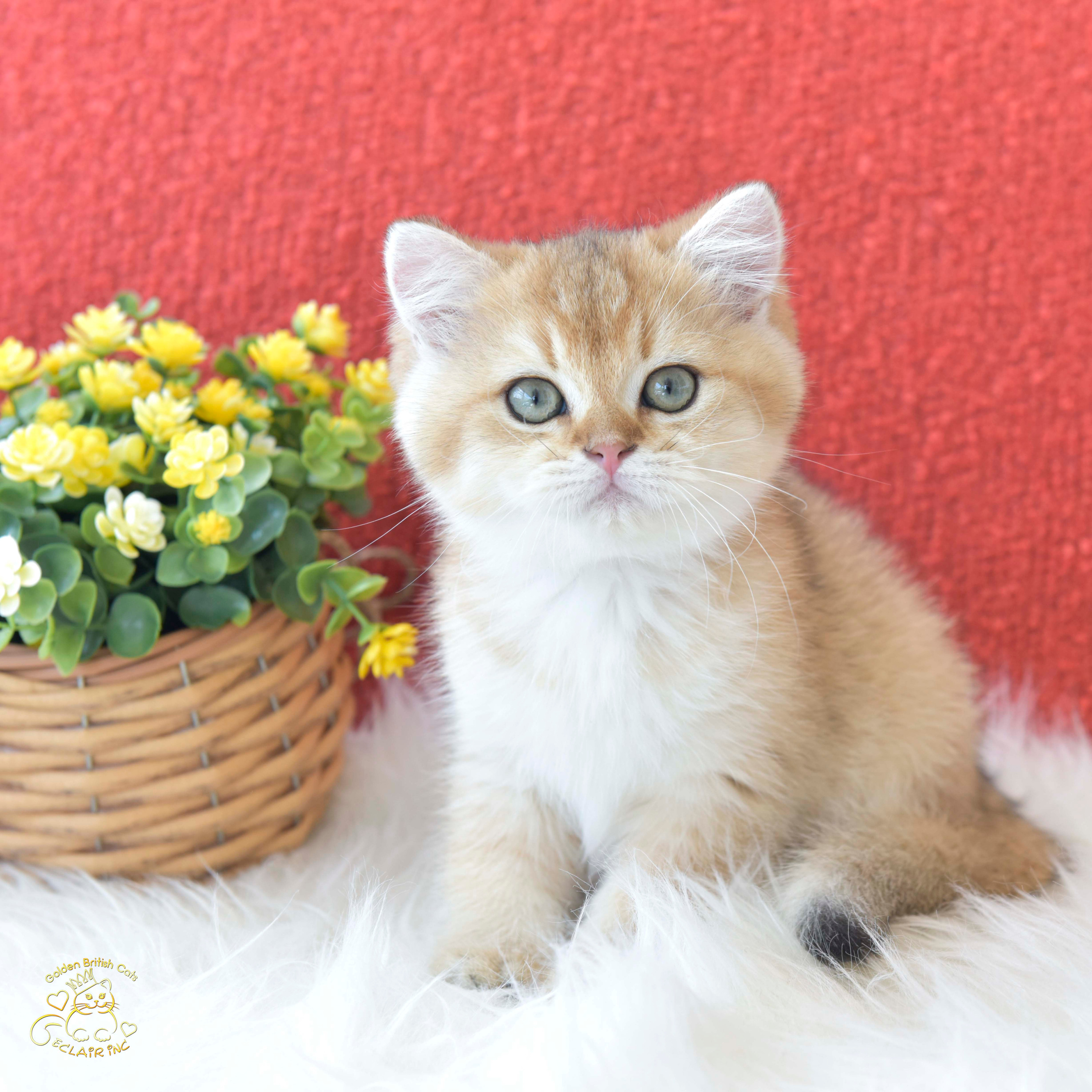 Cattery British shorthair Cyprus, cattery british shorthair Limassol,. British shorthair Cyprus, british shorthair cattery in UK, british cat