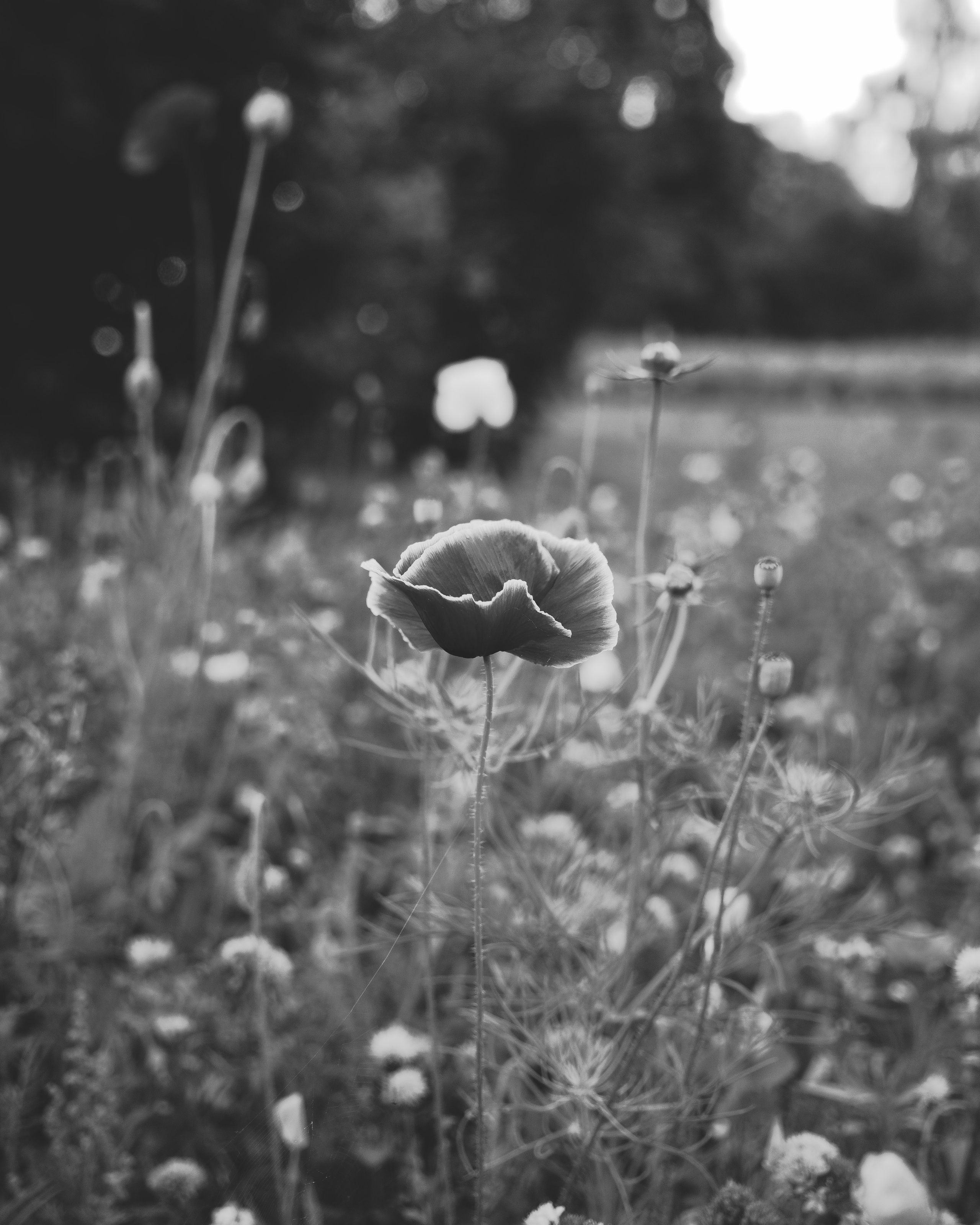 Photographer in Copenhagen | Portrait, weddings, events, and more