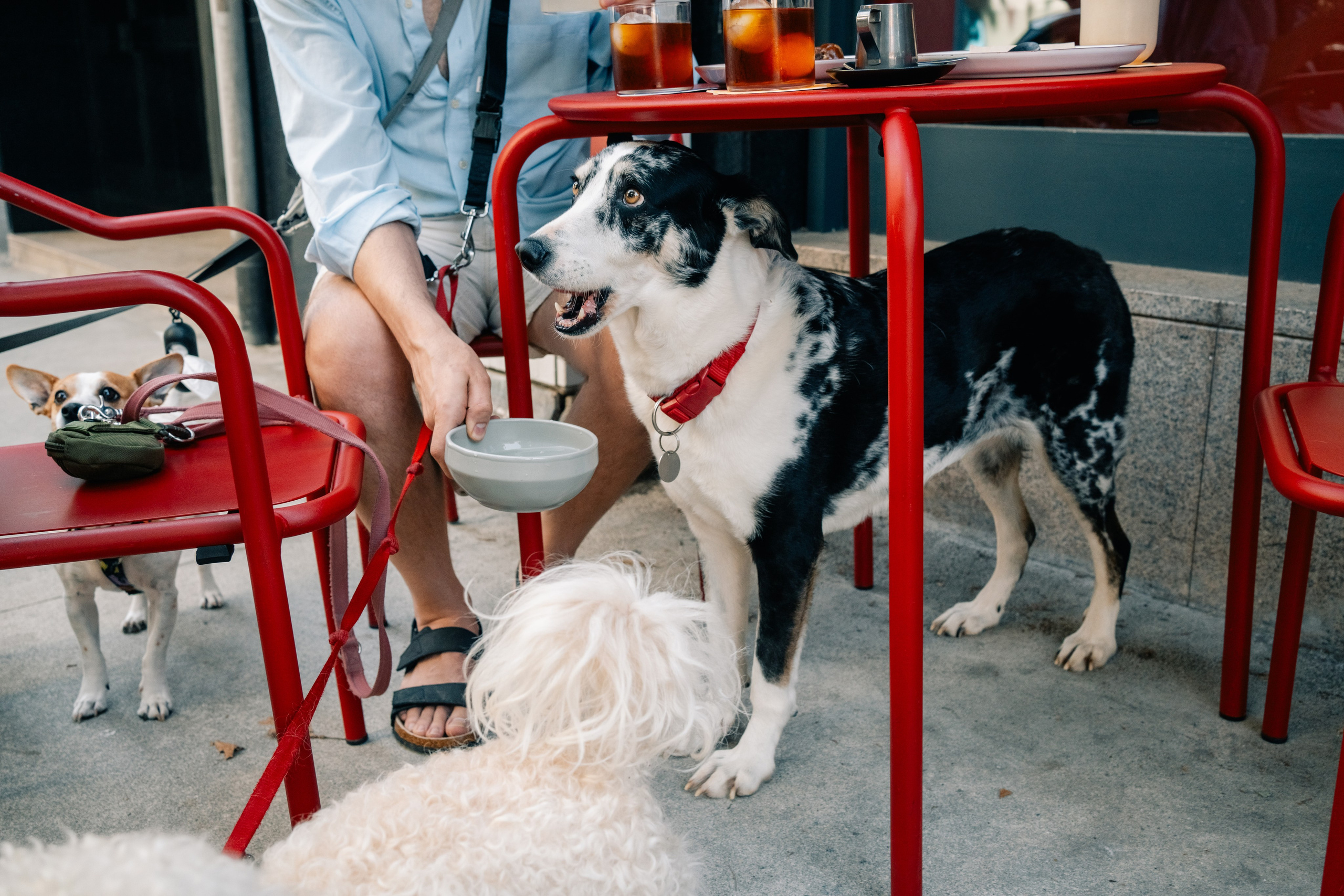 Yana & Pedro & Doggos. Maria Sher. Fotógrafa profissional do Porto, Portugal
