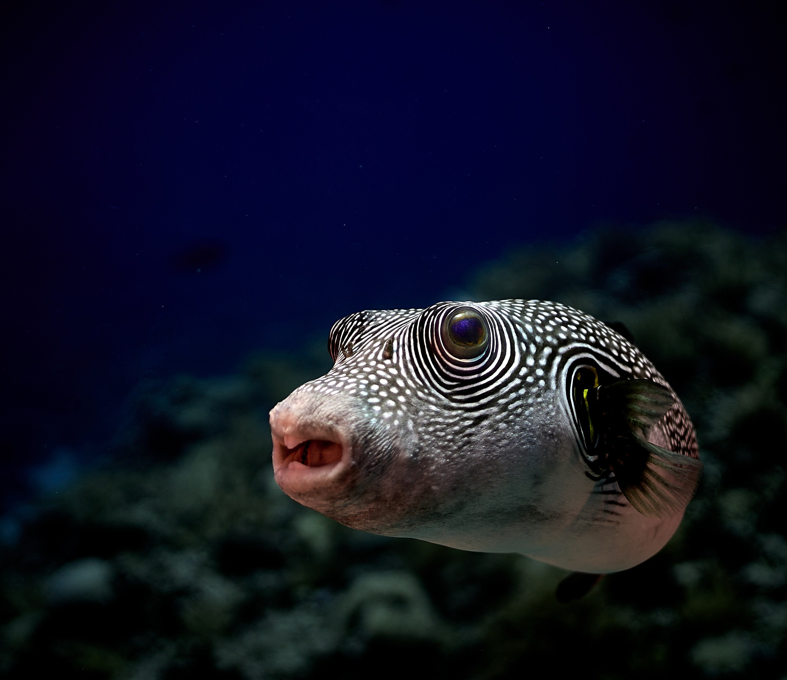 Fotograf podwodny Andriej Szypiłow - Fauna i flora Czerwonego i Adriatyckiego Mórz. Andriej Szypilow - Fotografia & Wideografia