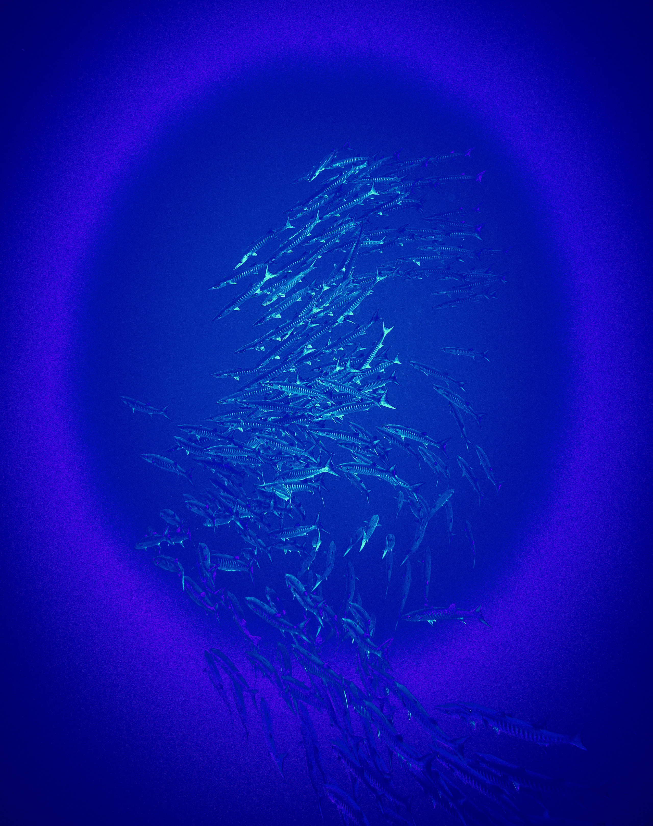 Fotograf podwodny Andriej Szypiłow - Fauna i flora Czerwonego i Adriatyckiego Mórz. Andriej Szypilow - Fotografia & Wideografia