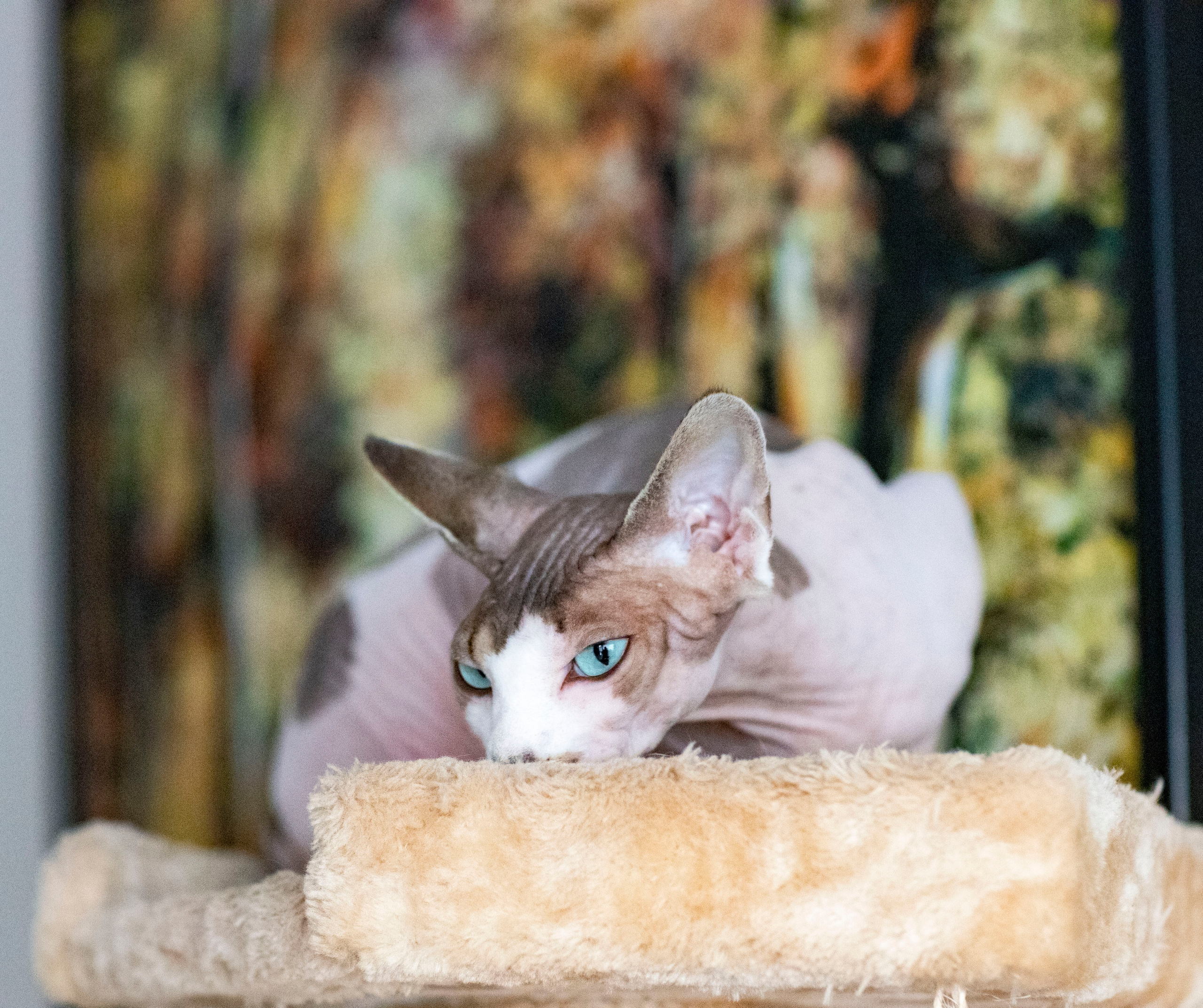 Cats. LUKIN IGOR Photography