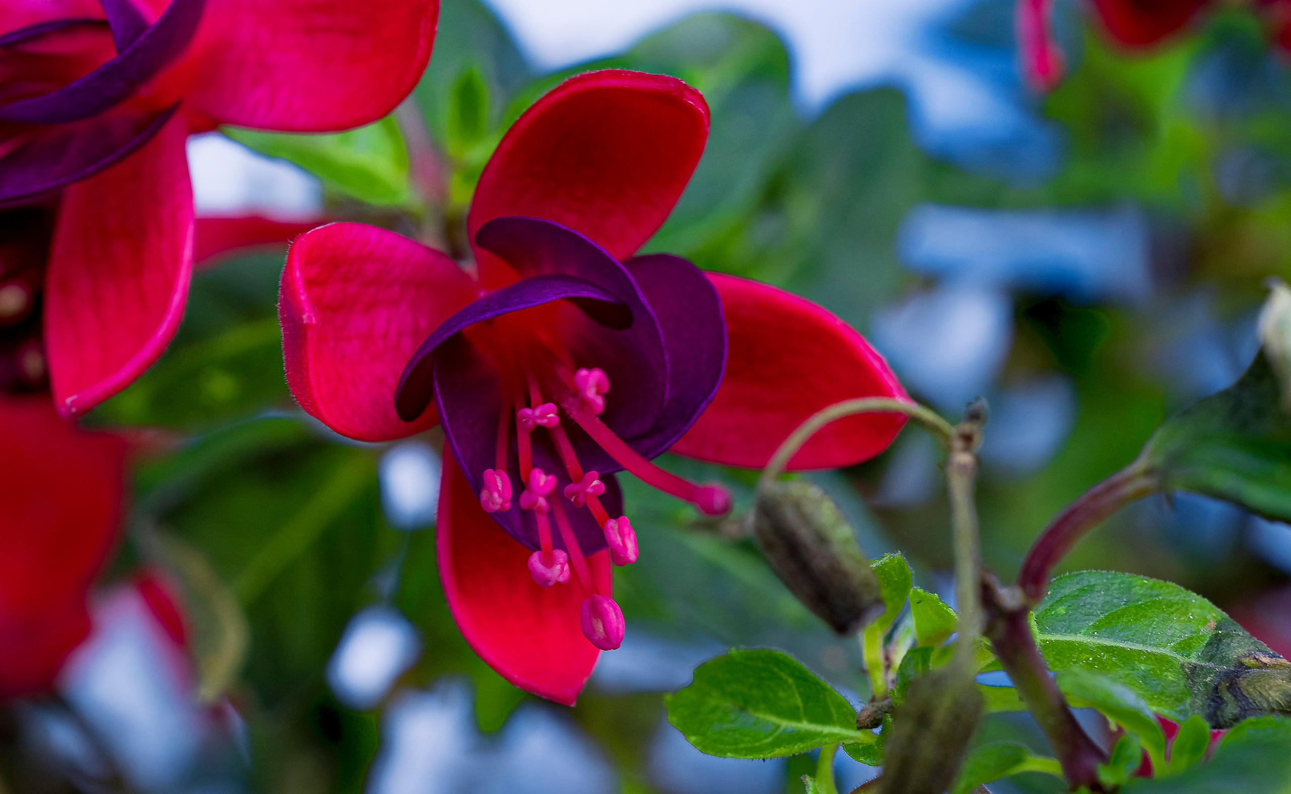 Flowers. LUKIN IGOR Photography