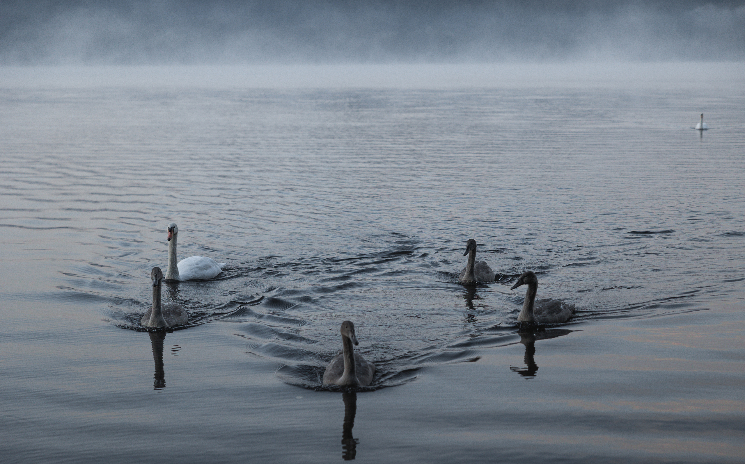 LUKIN IGOR Photography