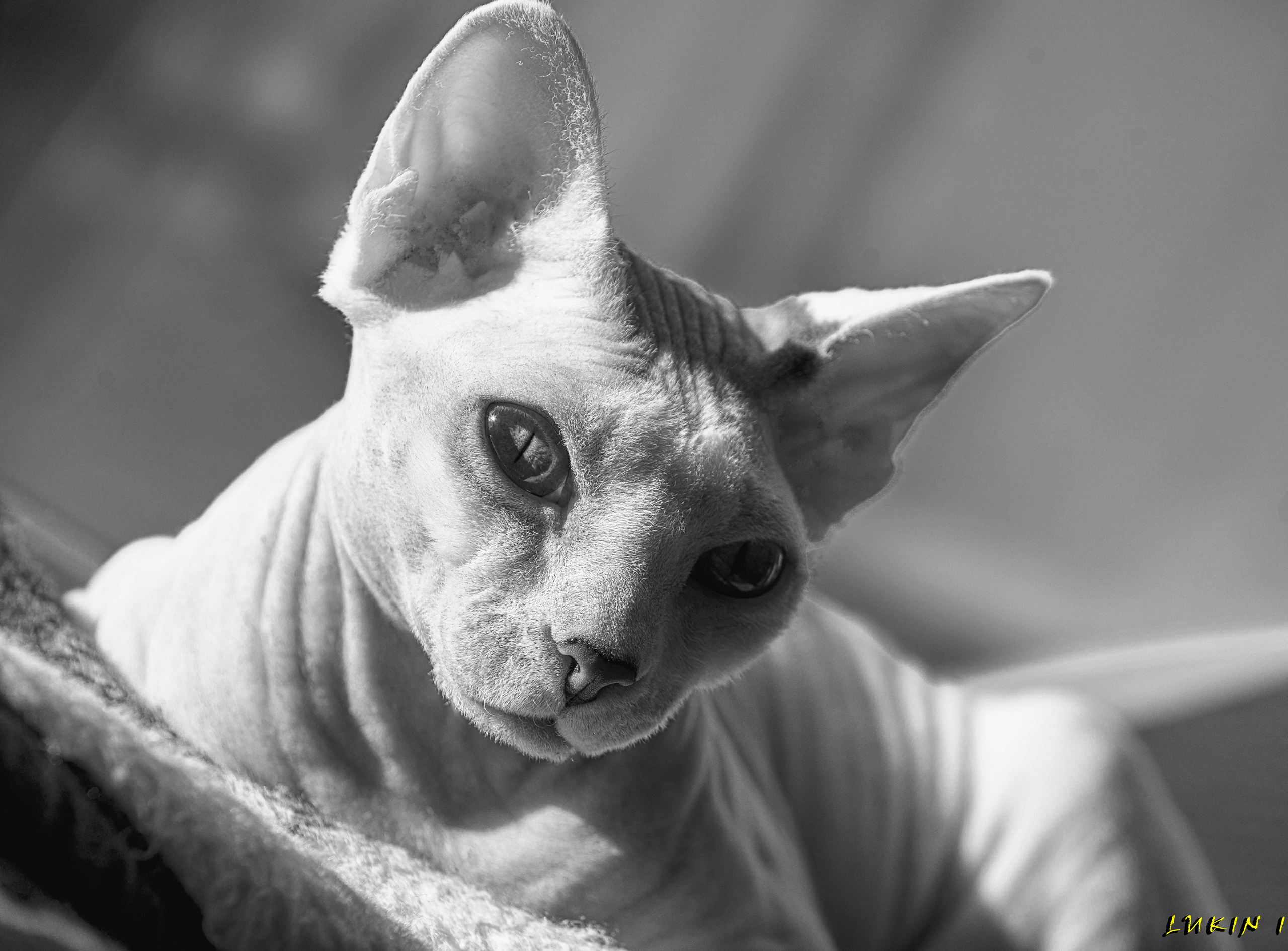 Cats. LUKIN IGOR Photography