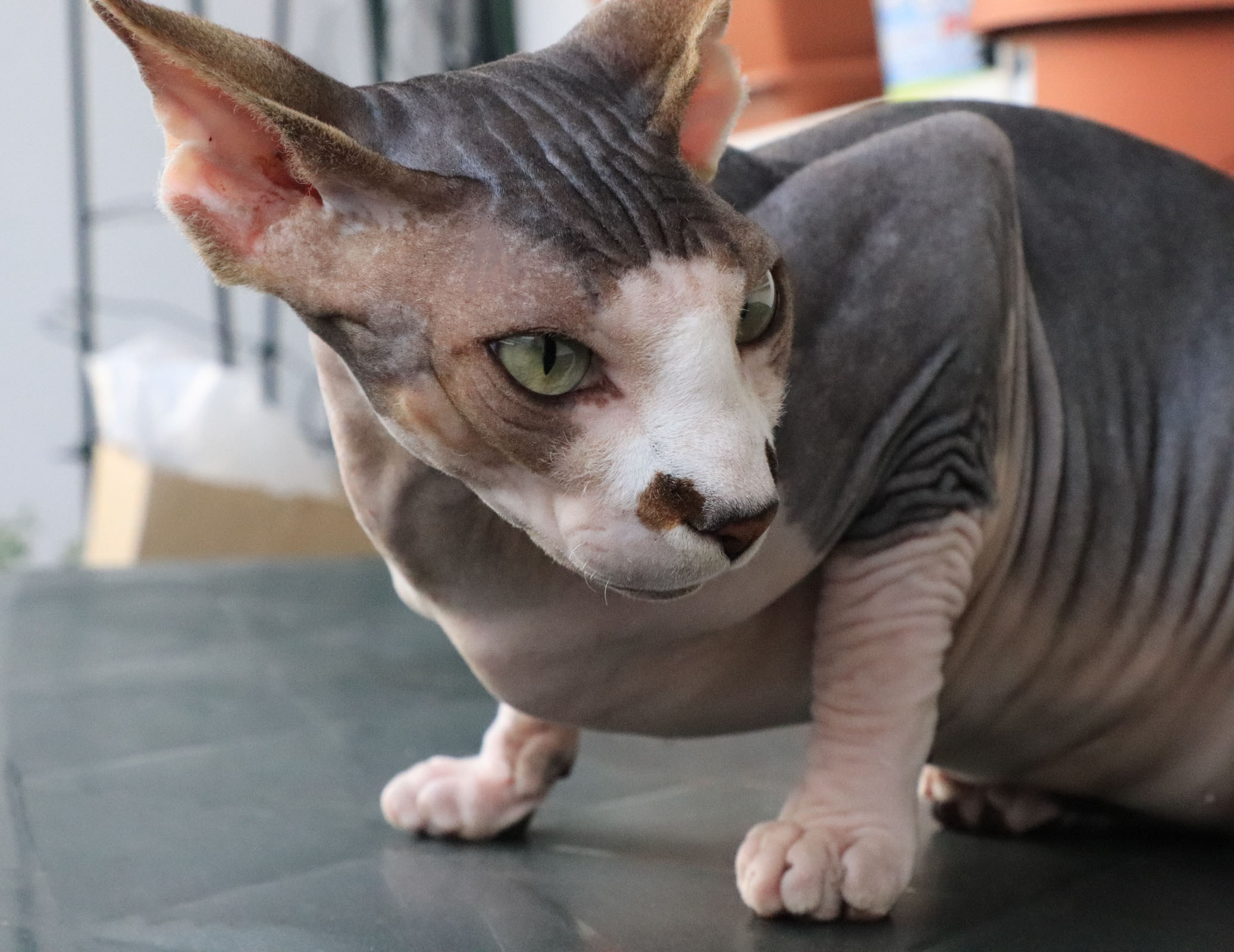 Cats. LUKIN IGOR Photography