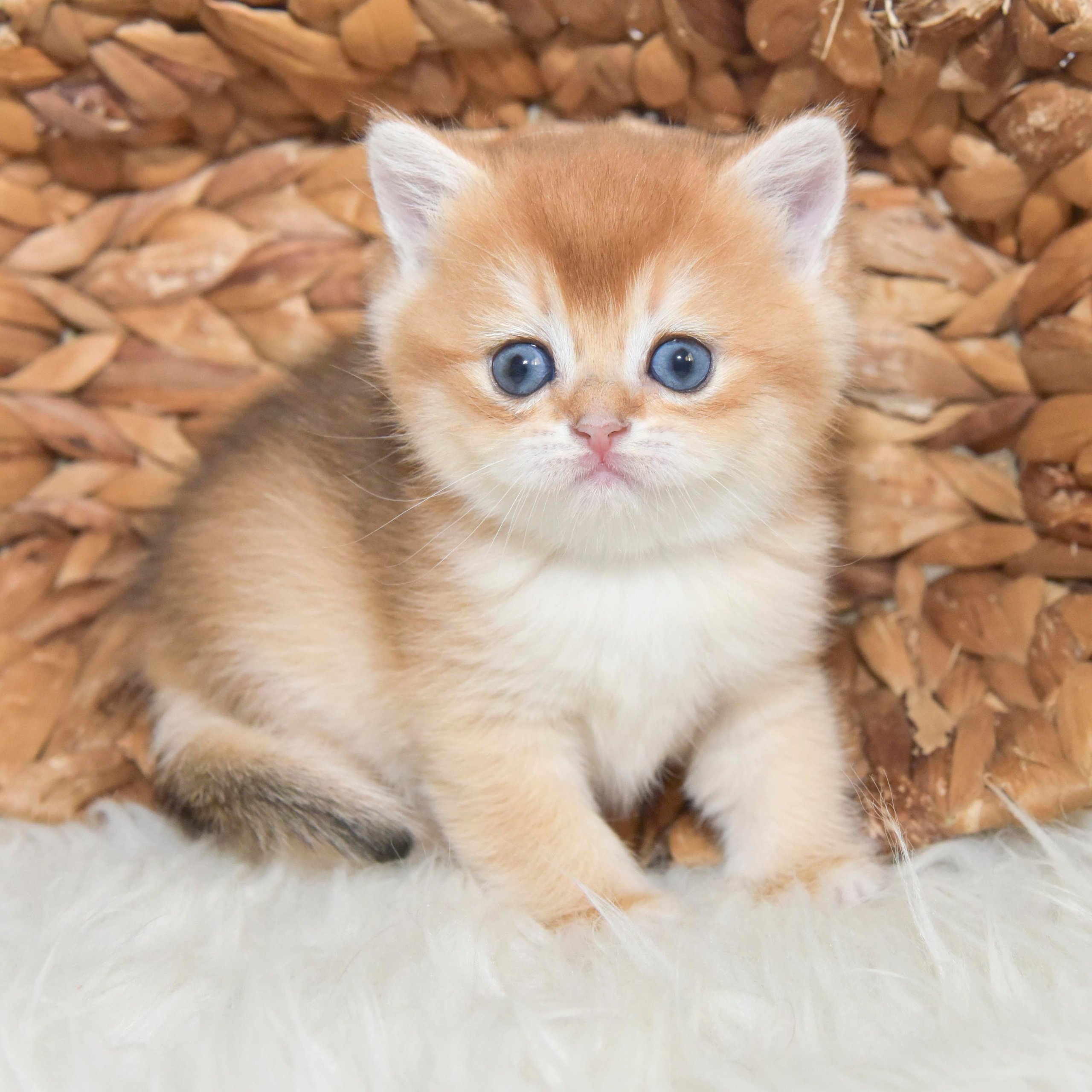 Cattery British shorthair Cyprus, cattery british shorthair Limassol,. British shorthair Cyprus, british shorthair cattery in UK, british cat