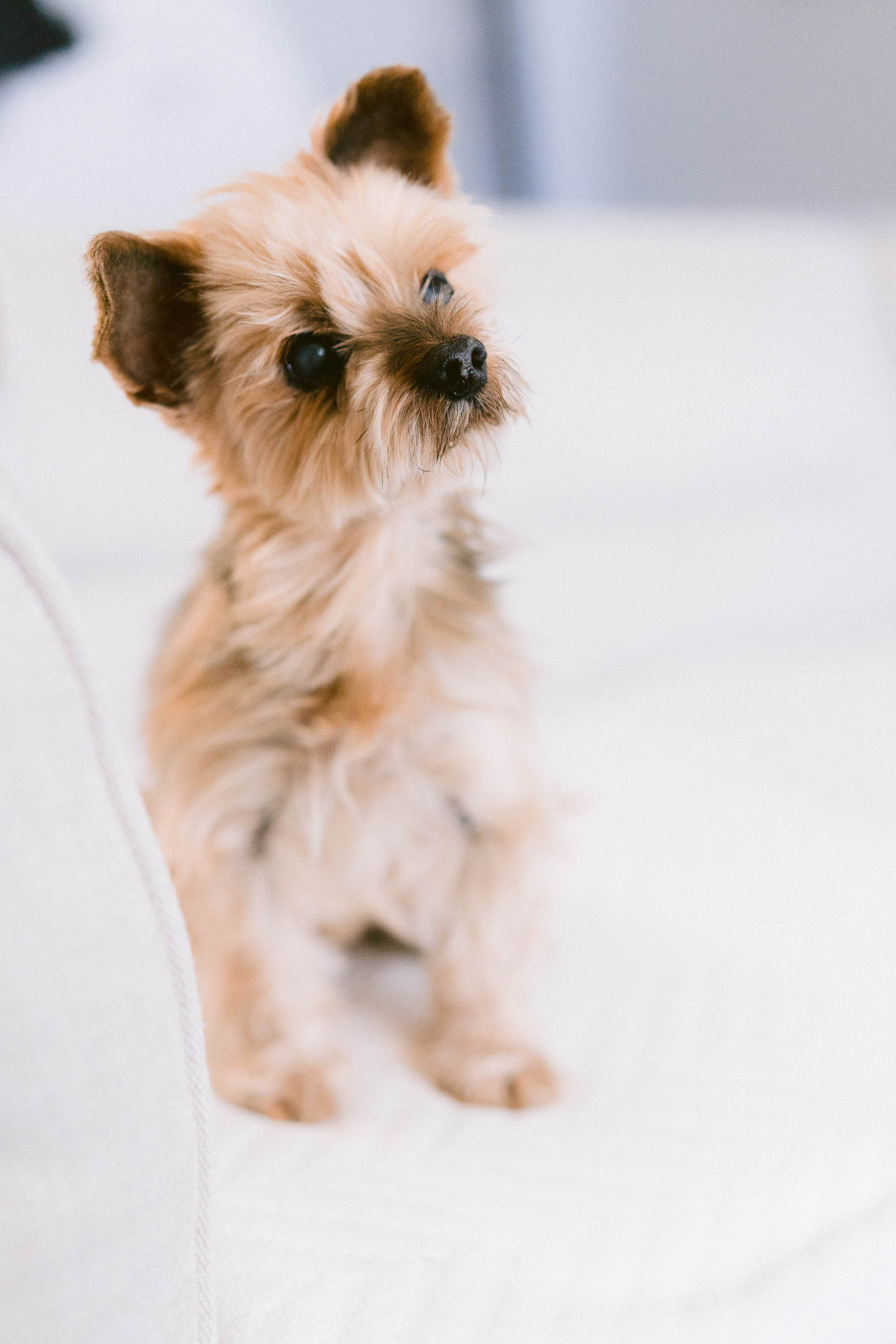 Franziska and her Yorkshire Doggy. Mallorca Wedding, Corporate & Social Photographer