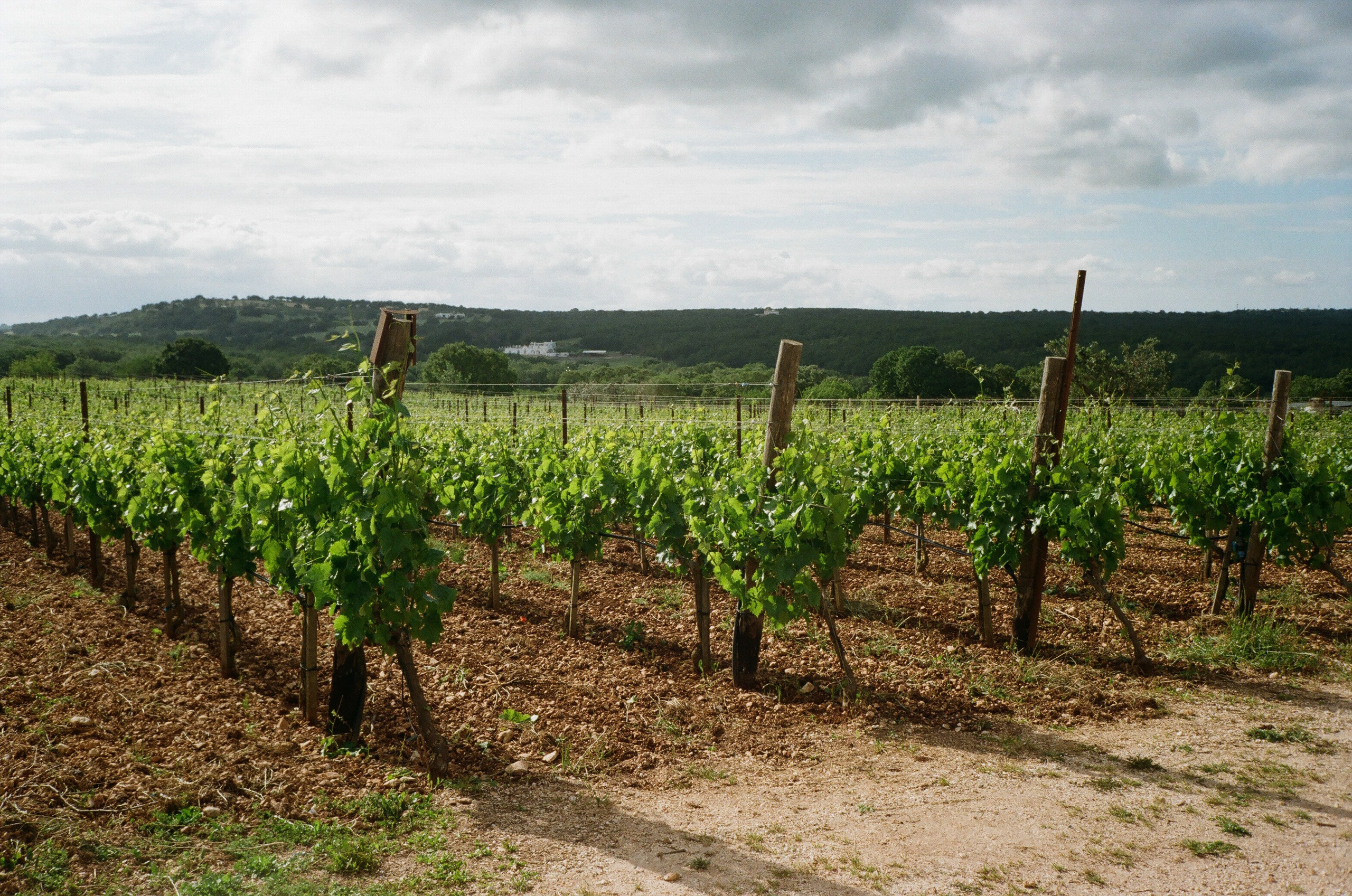 Stephanie & Christian film photos. Wedding photographer Italy