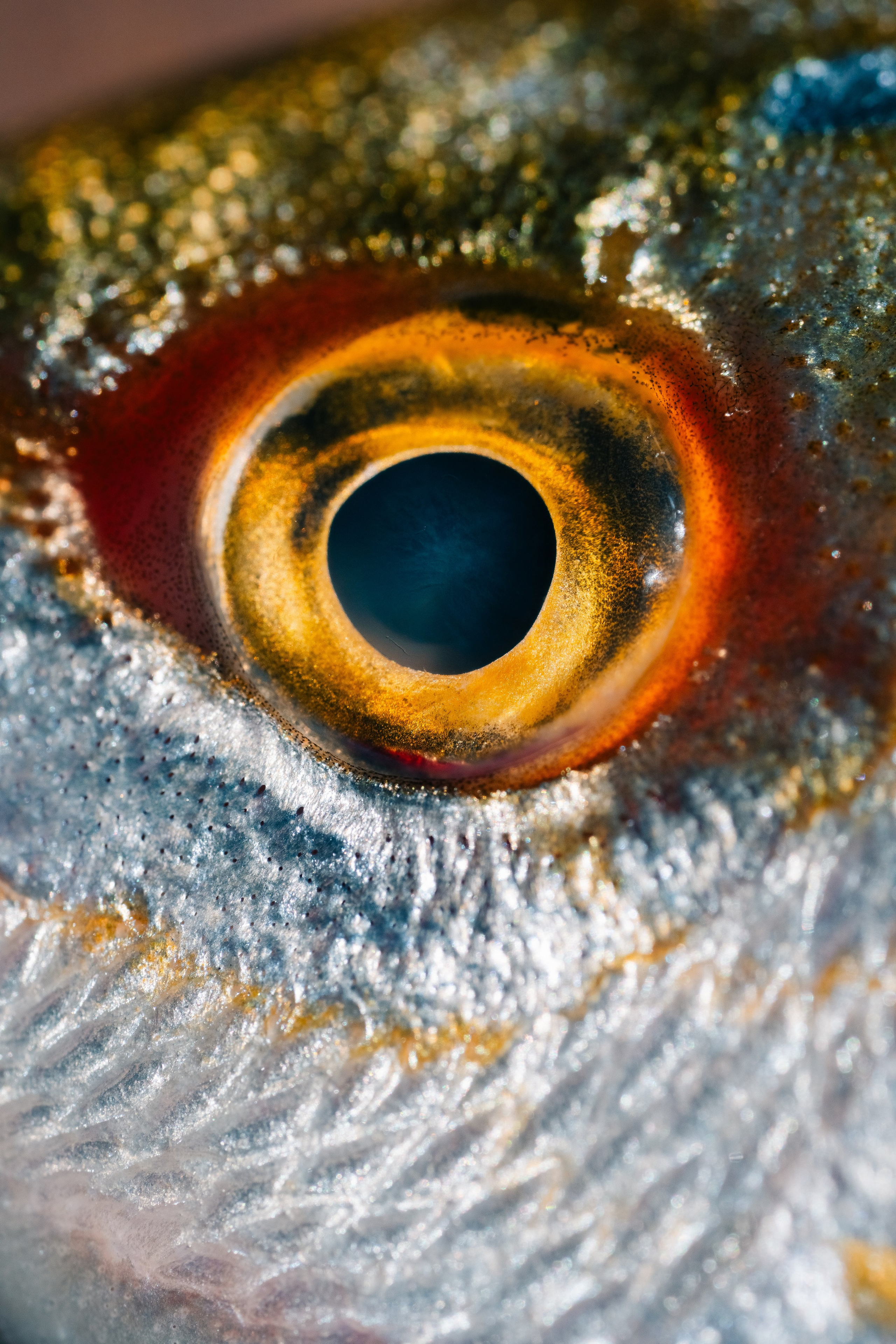 Tiro macro de olho de peixe. Close-up macro de um olho de peixe laranja brilhante cercado por escamas brilhantes.