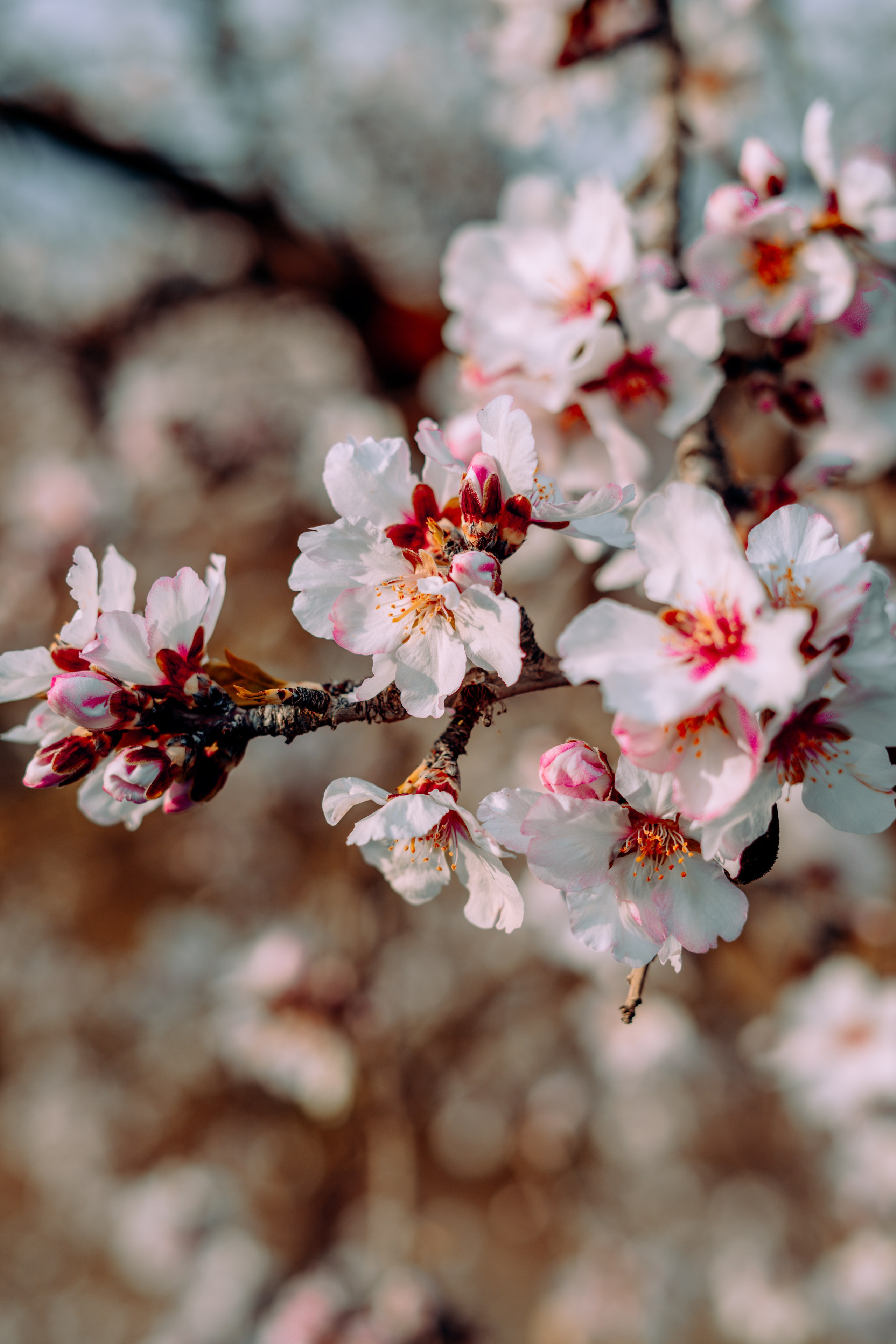 Свадебная прогулка в цветущем миндале. Анастасия Благова — Твой фотограф в Малаге 🇪🇸