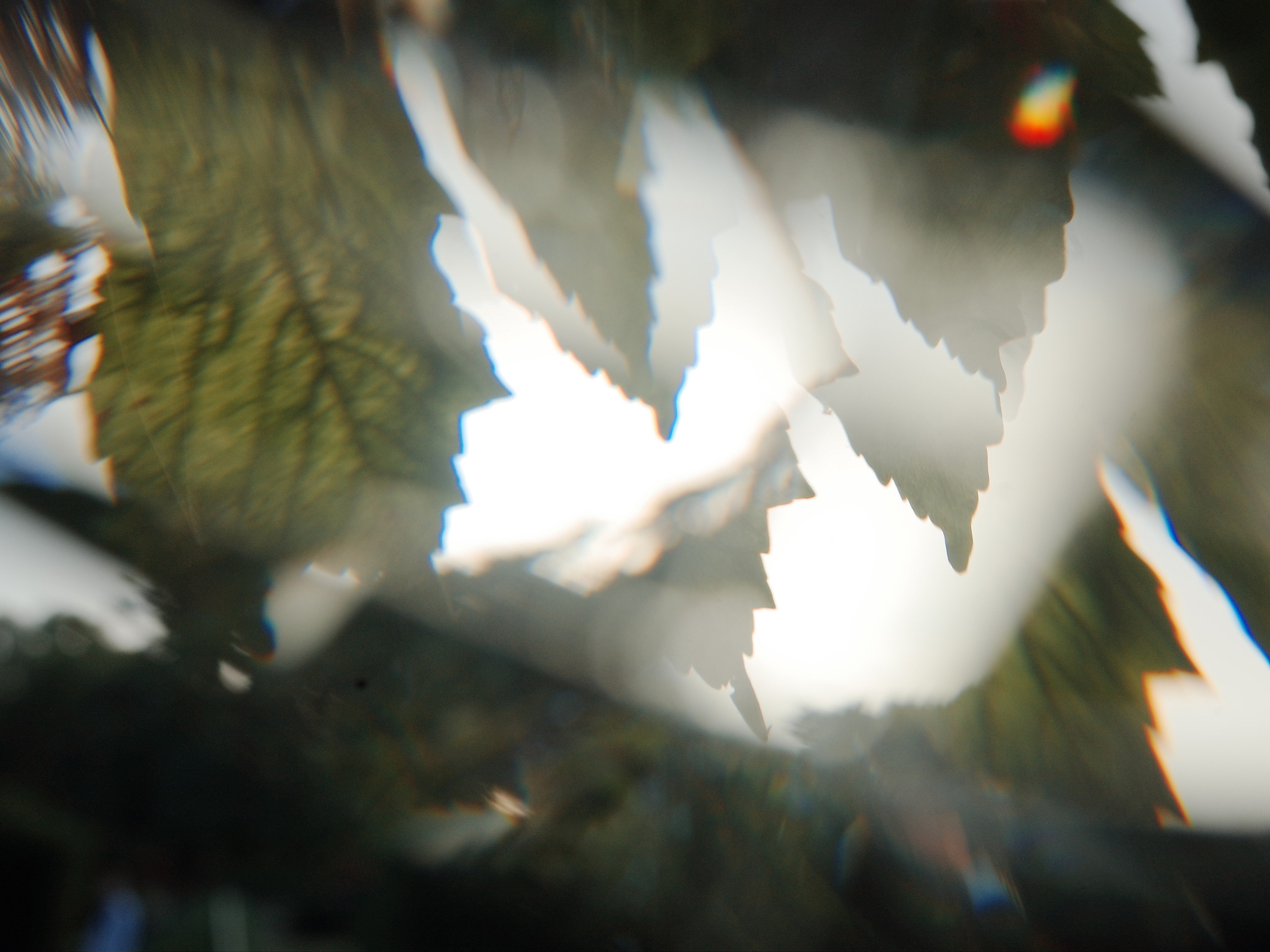 Garden of Forking Paths. Виктория Дини. Арт-фотография