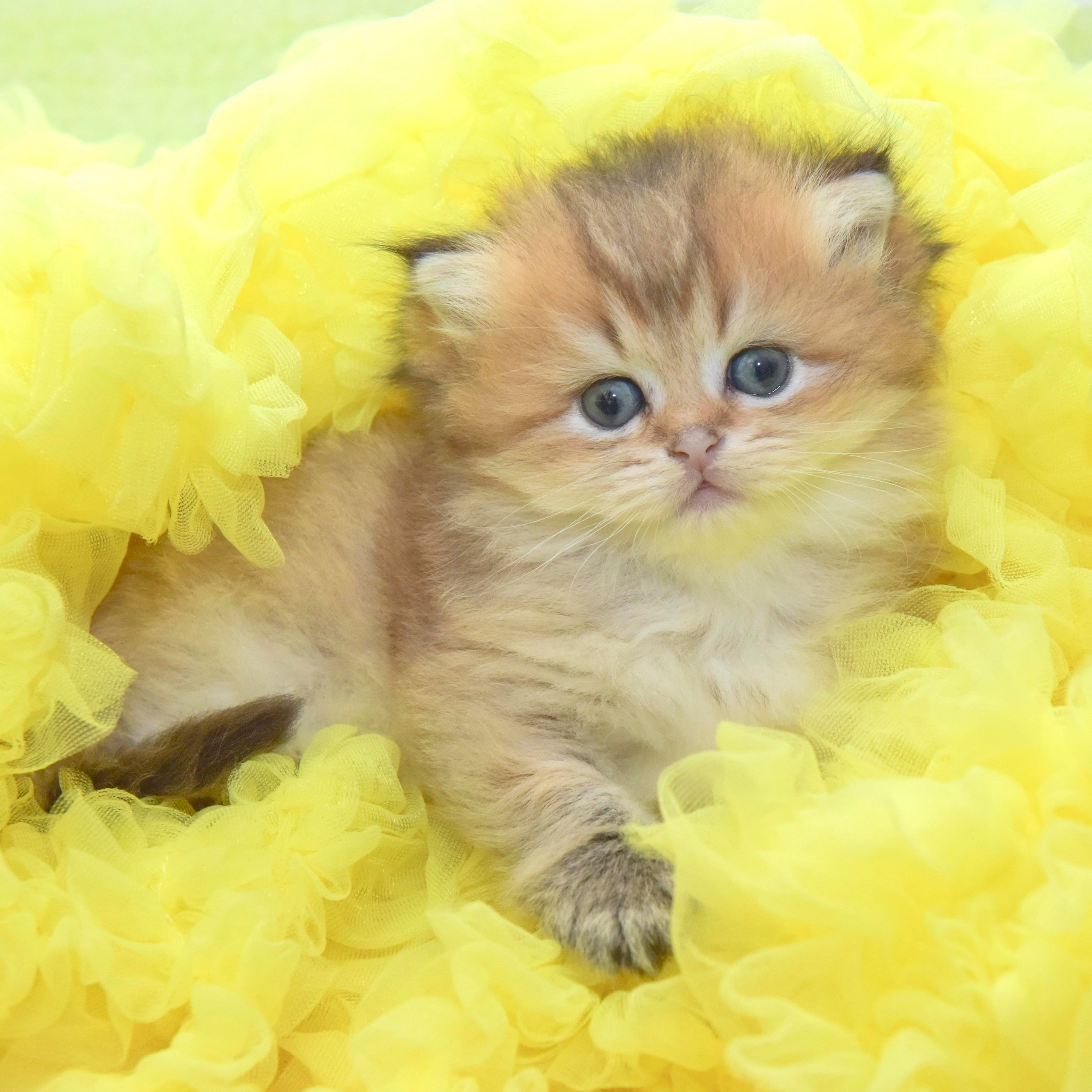 Cattery British shorthair Cyprus, cattery british shorthair Limassol,. British shorthair Cyprus, british shorthair cattery in UK, british cat