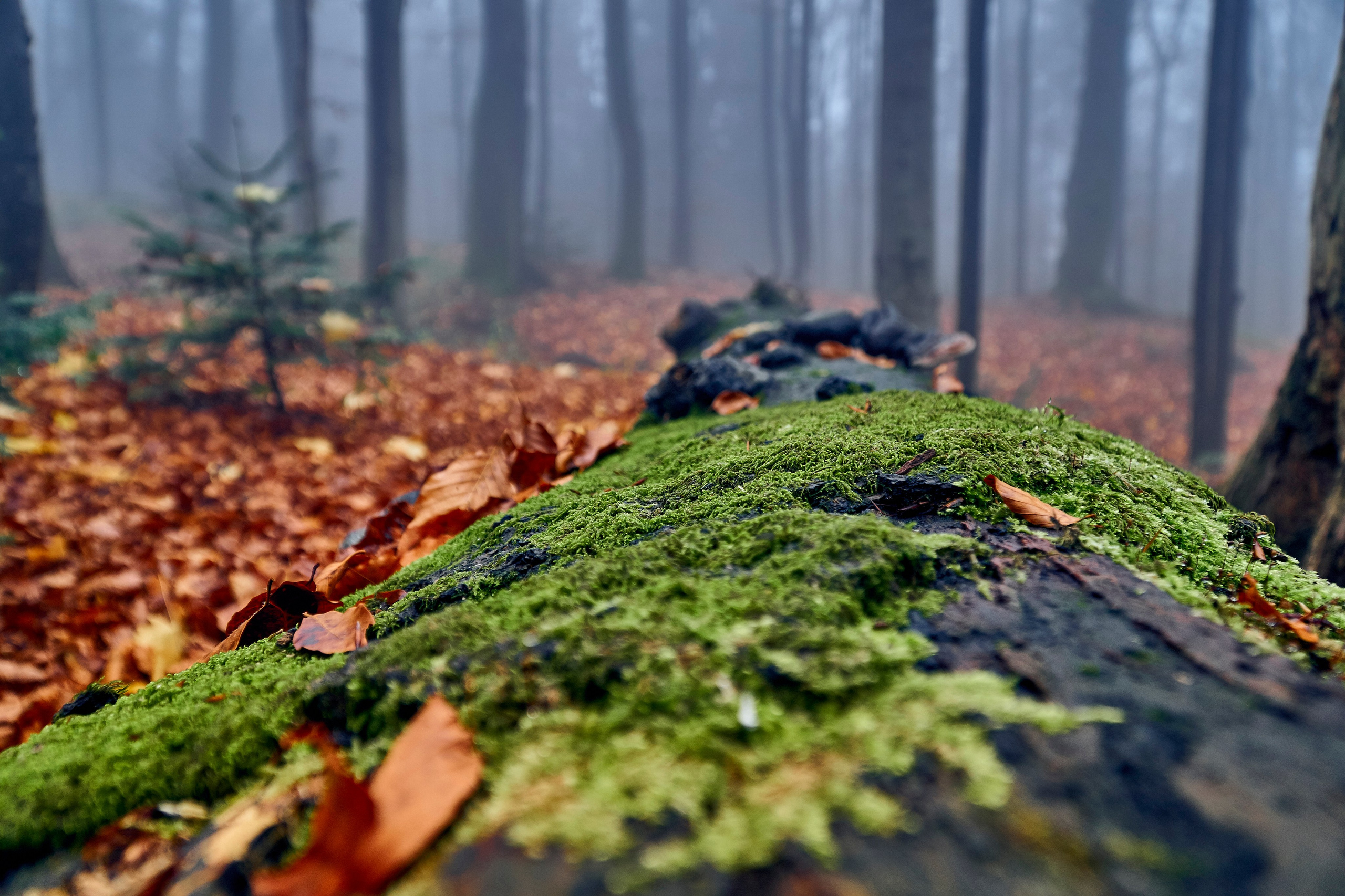 Bieszczady - tu zatrzymuje się czas. Andriej Szypilow - Fotografia & Wideografia
