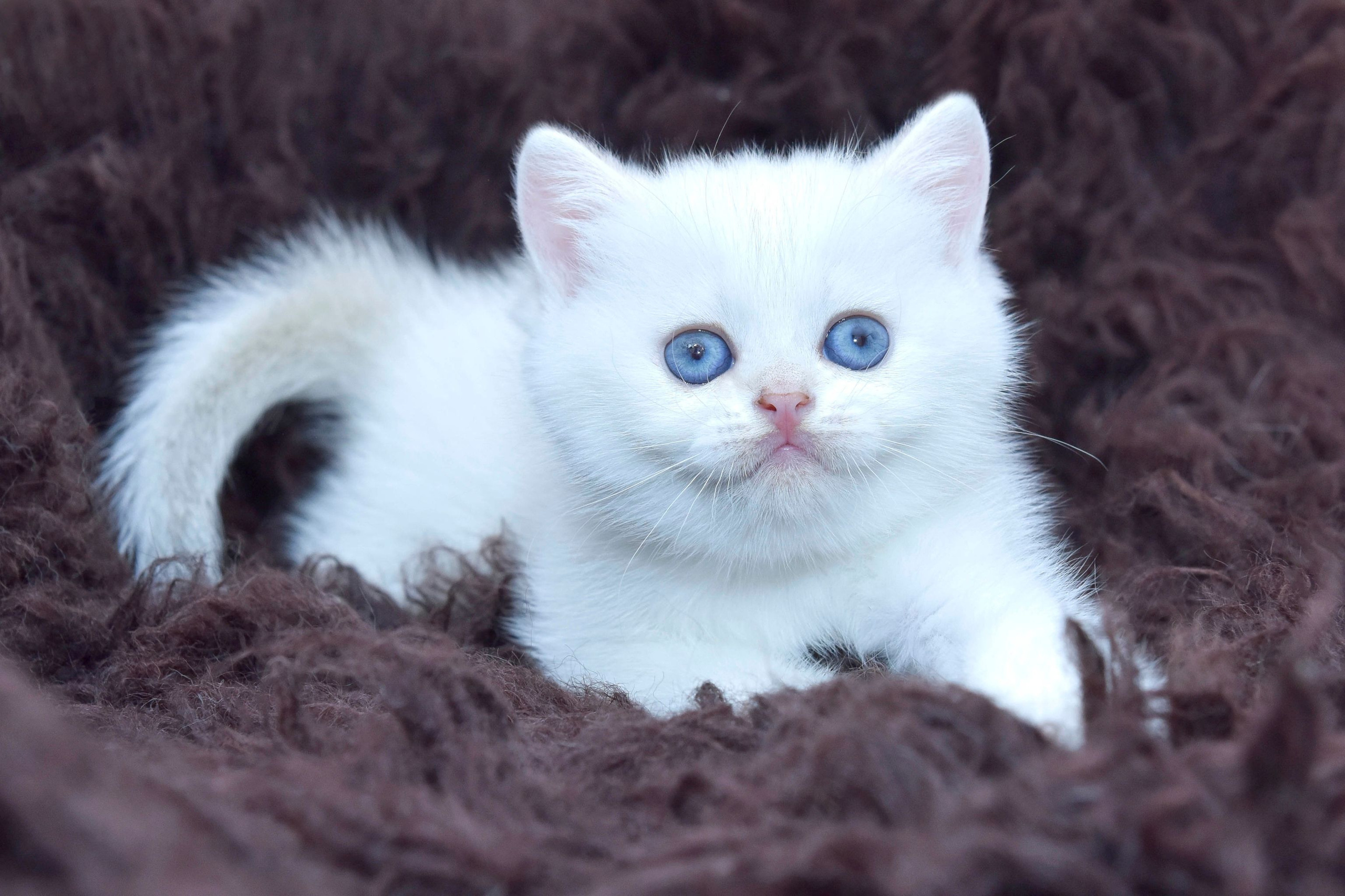 Cattery British shorthair Cyprus, cattery british shorthair Limassol,. British shorthair Cyprus, british shorthair cattery in UK, british cat