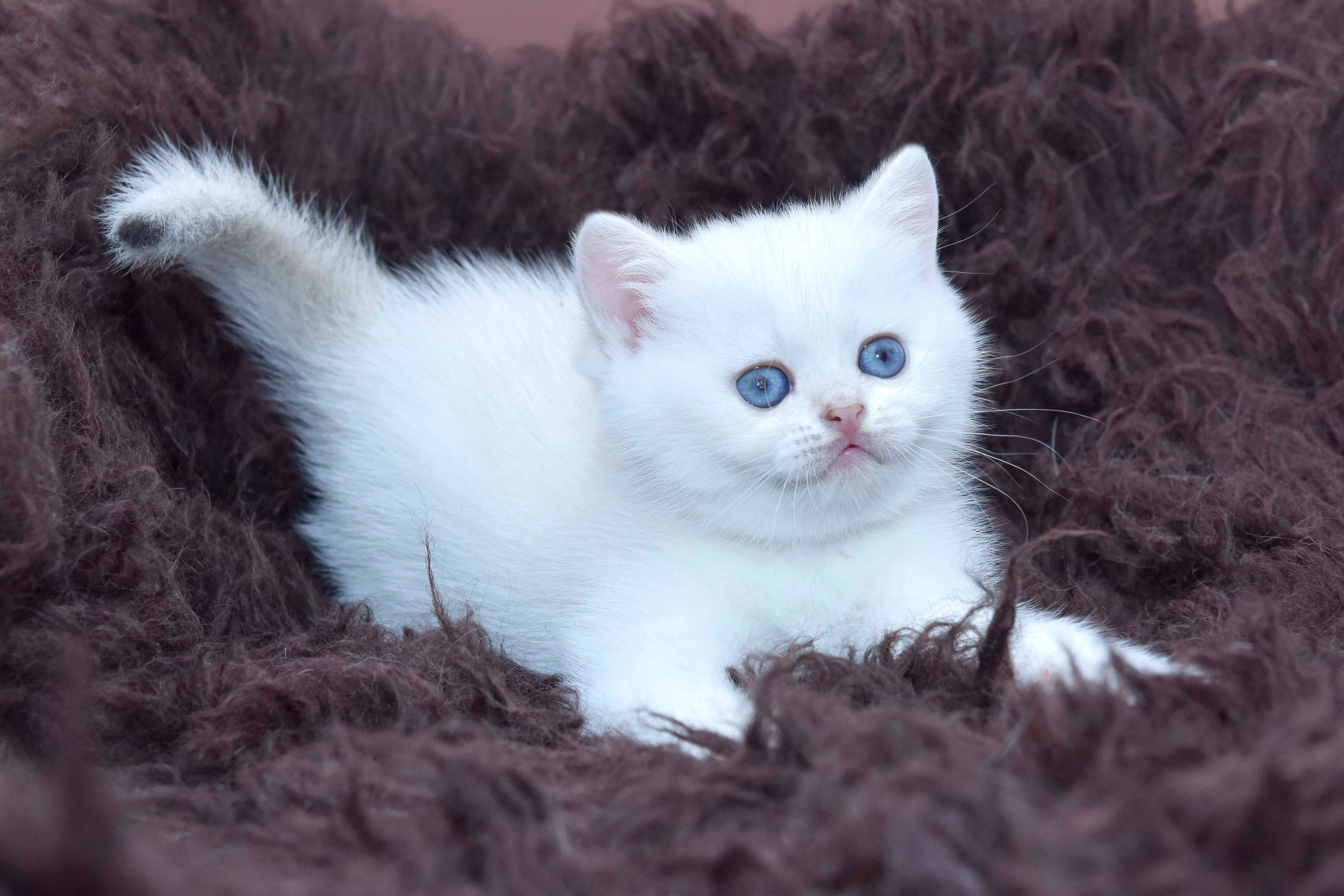 Cattery British shorthair Cyprus, cattery british shorthair Limassol,. British shorthair Cyprus, british shorthair cattery in UK, british cat