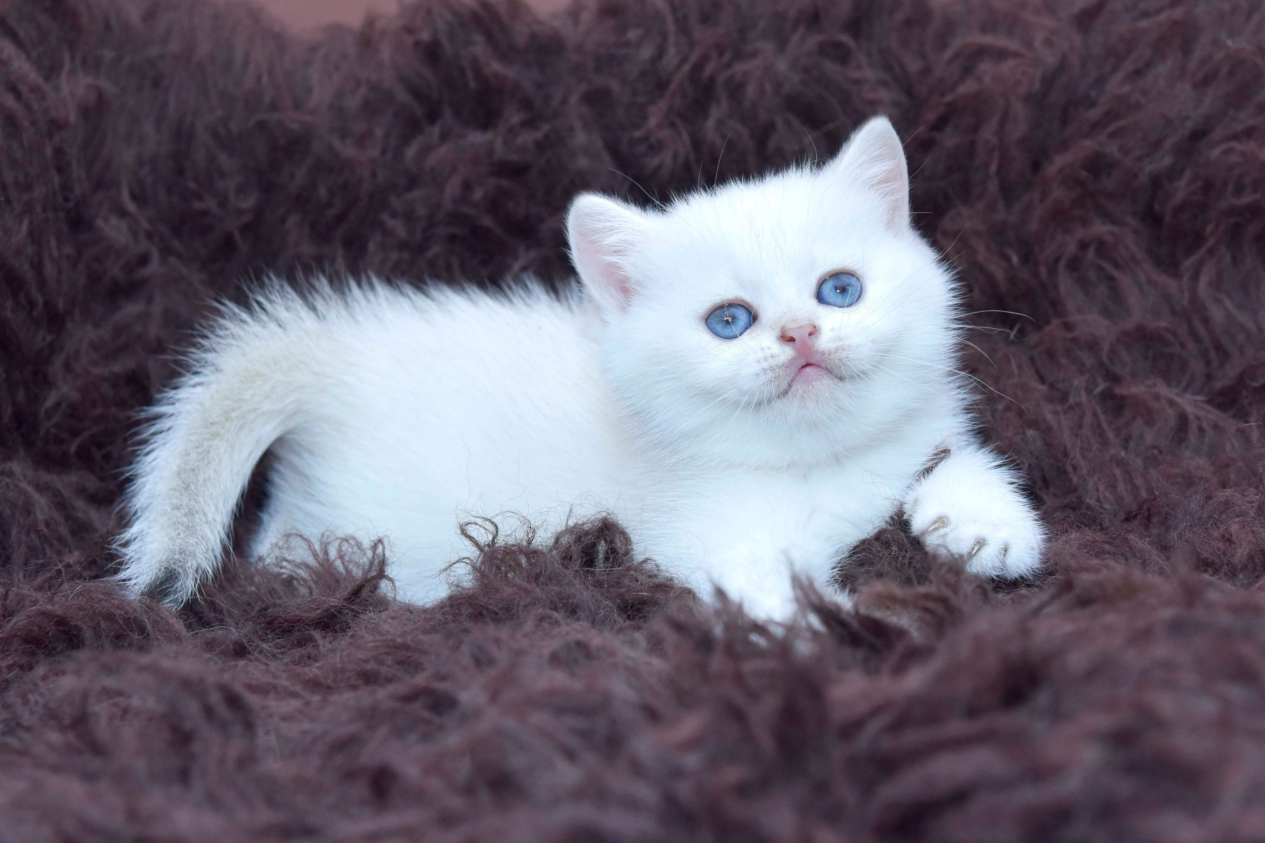 Cattery British shorthair Cyprus, cattery british shorthair Limassol,. British shorthair Cyprus, british shorthair cattery in UK, british cat